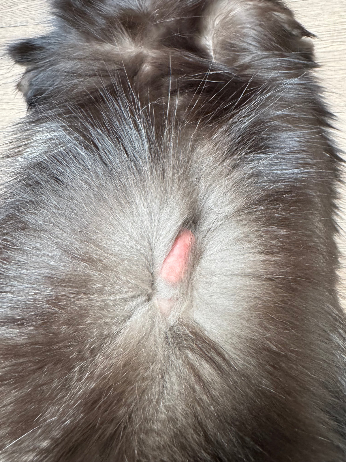 Silver fox pelt (13)