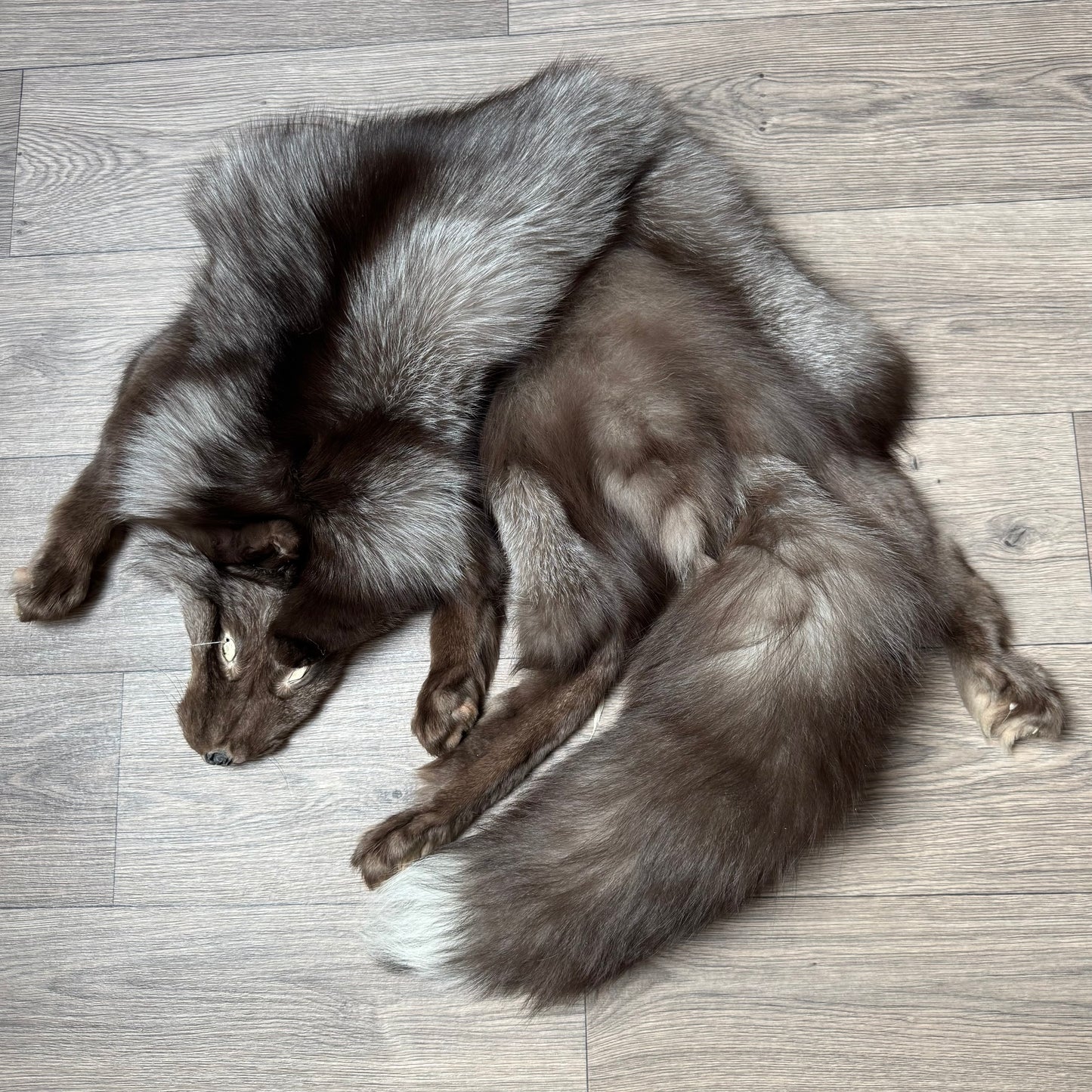Male Polish Pastel mountable pelt (tag 25)