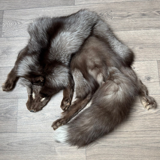 Male Polish Pastel mountable pelt (tag 25)