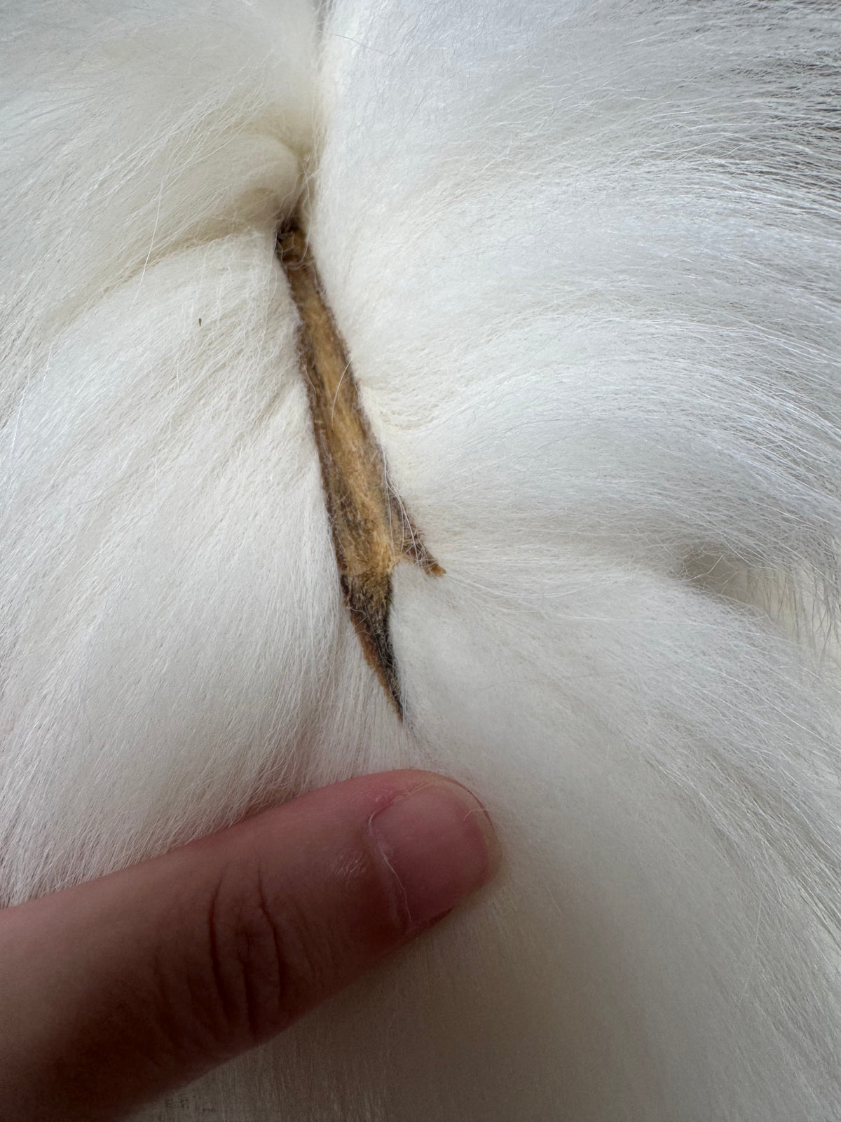Arctic Marble fox pelt (9)