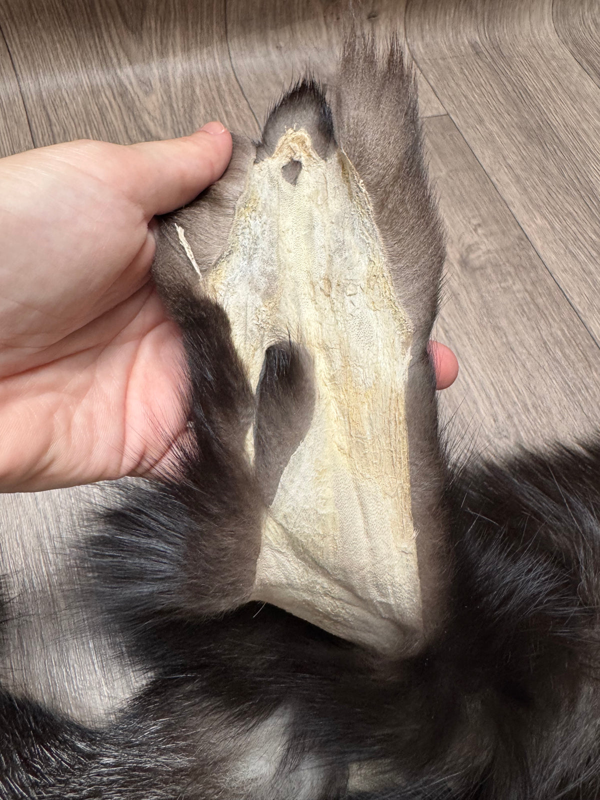 Silver fox pelt (3)