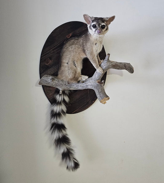 Lifesize ringtail cat traditional mount
