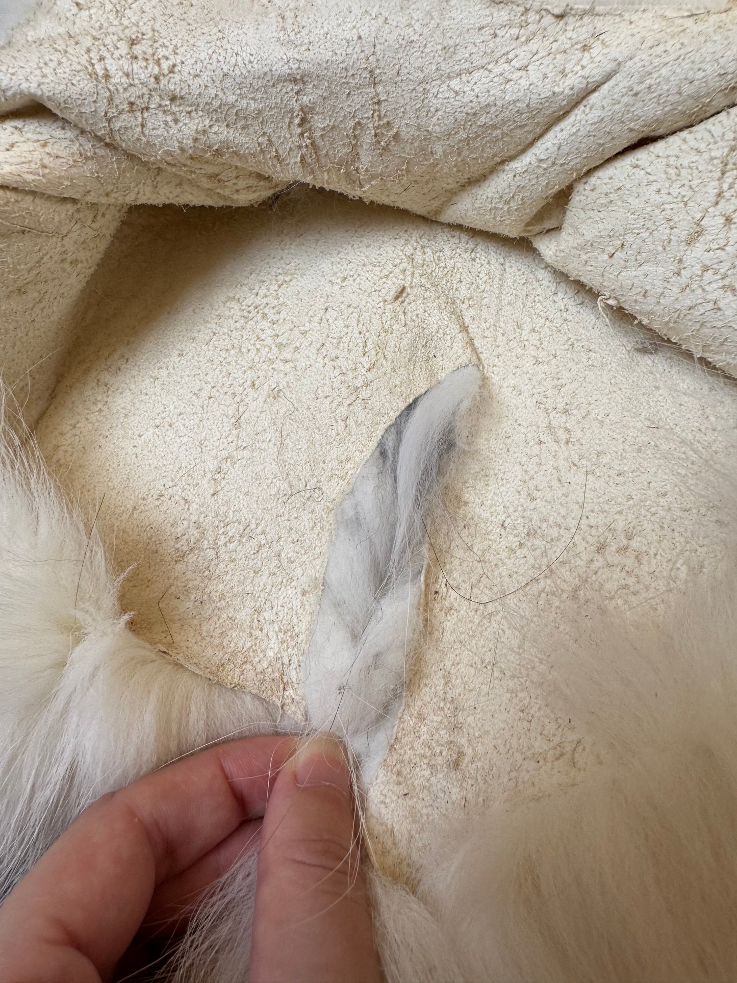 Male Sun Glow fox mountable pelt (tag 58)