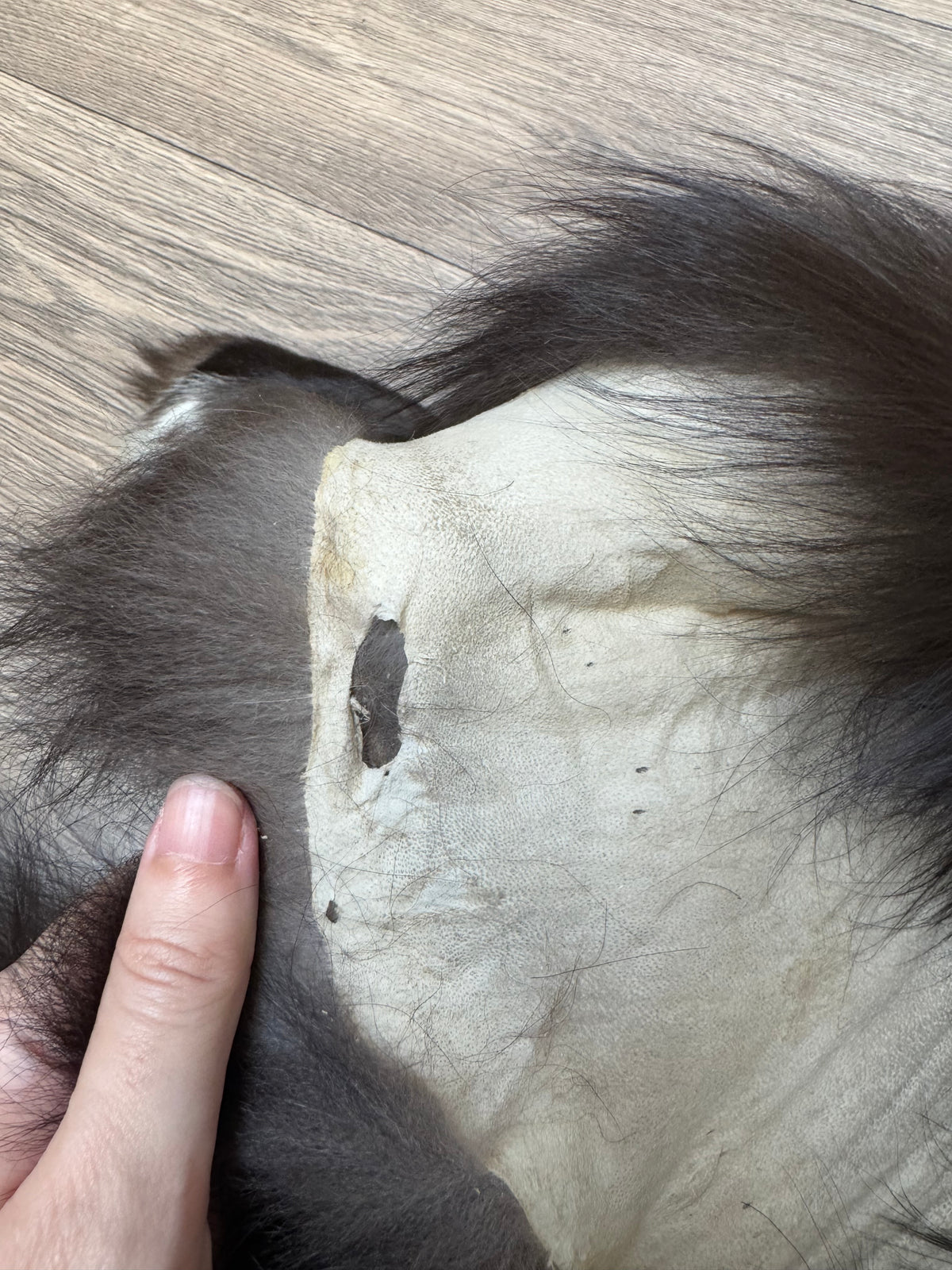 Silver fox pelt (20)
