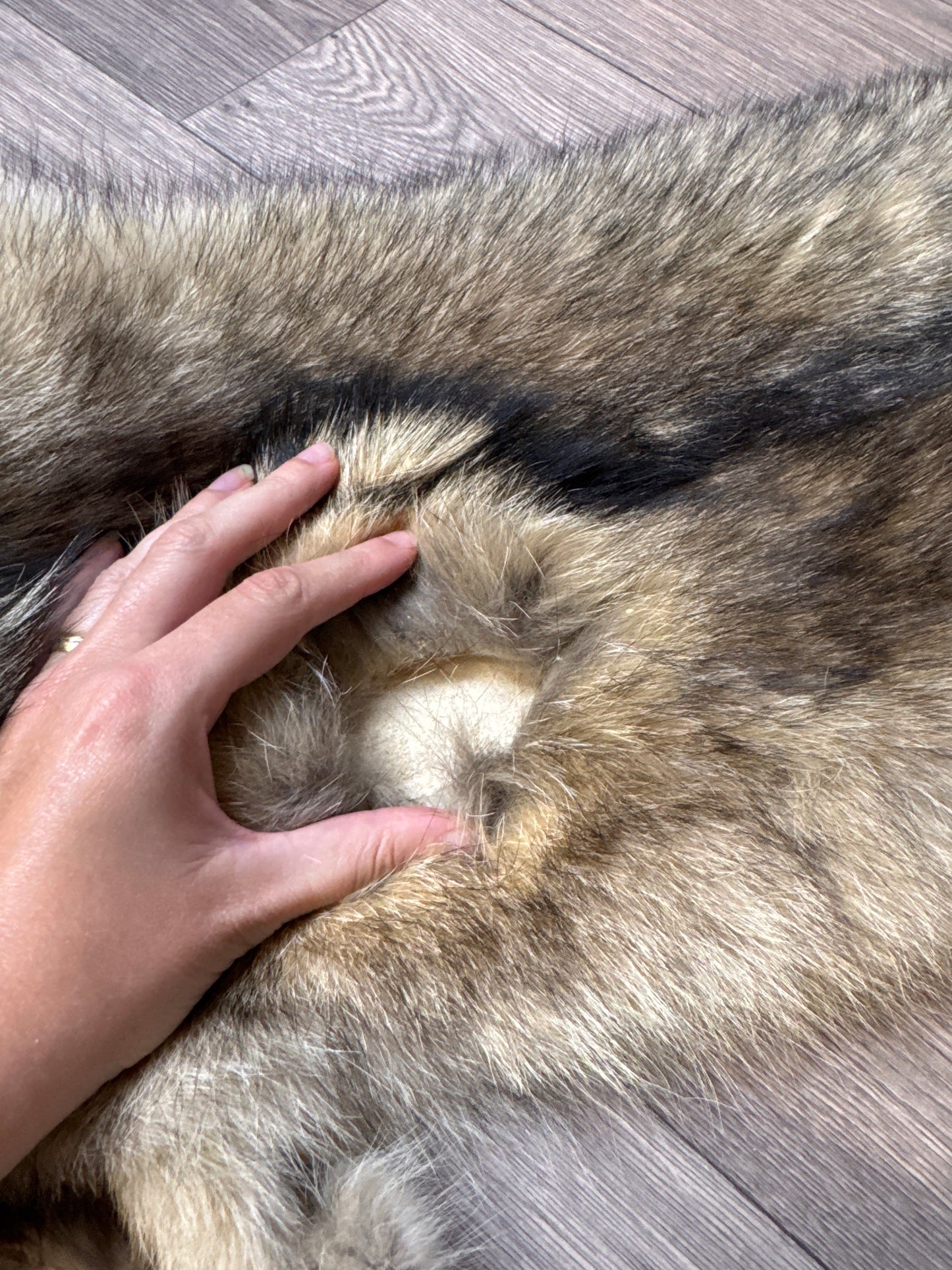Male coyote mountable pelt (1)