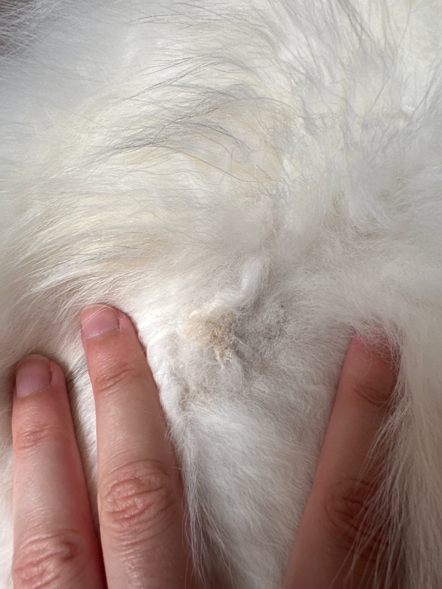 Platinum fox pelt (3)