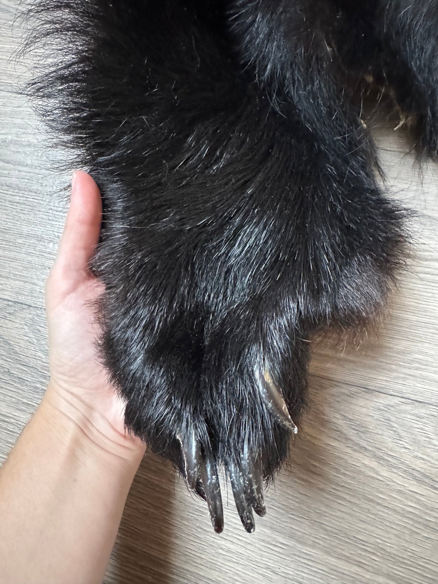 Black bear hide (3)