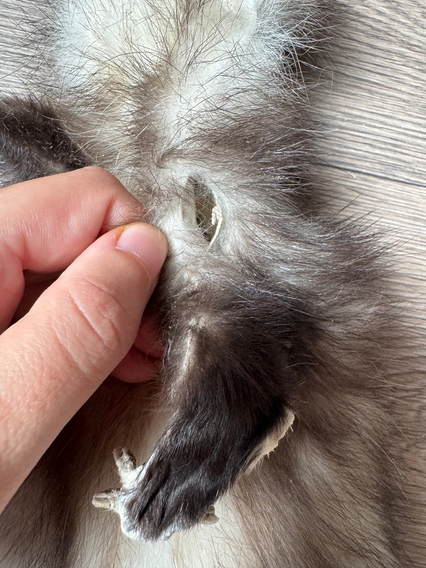 Male opossum mountable pelt (2)