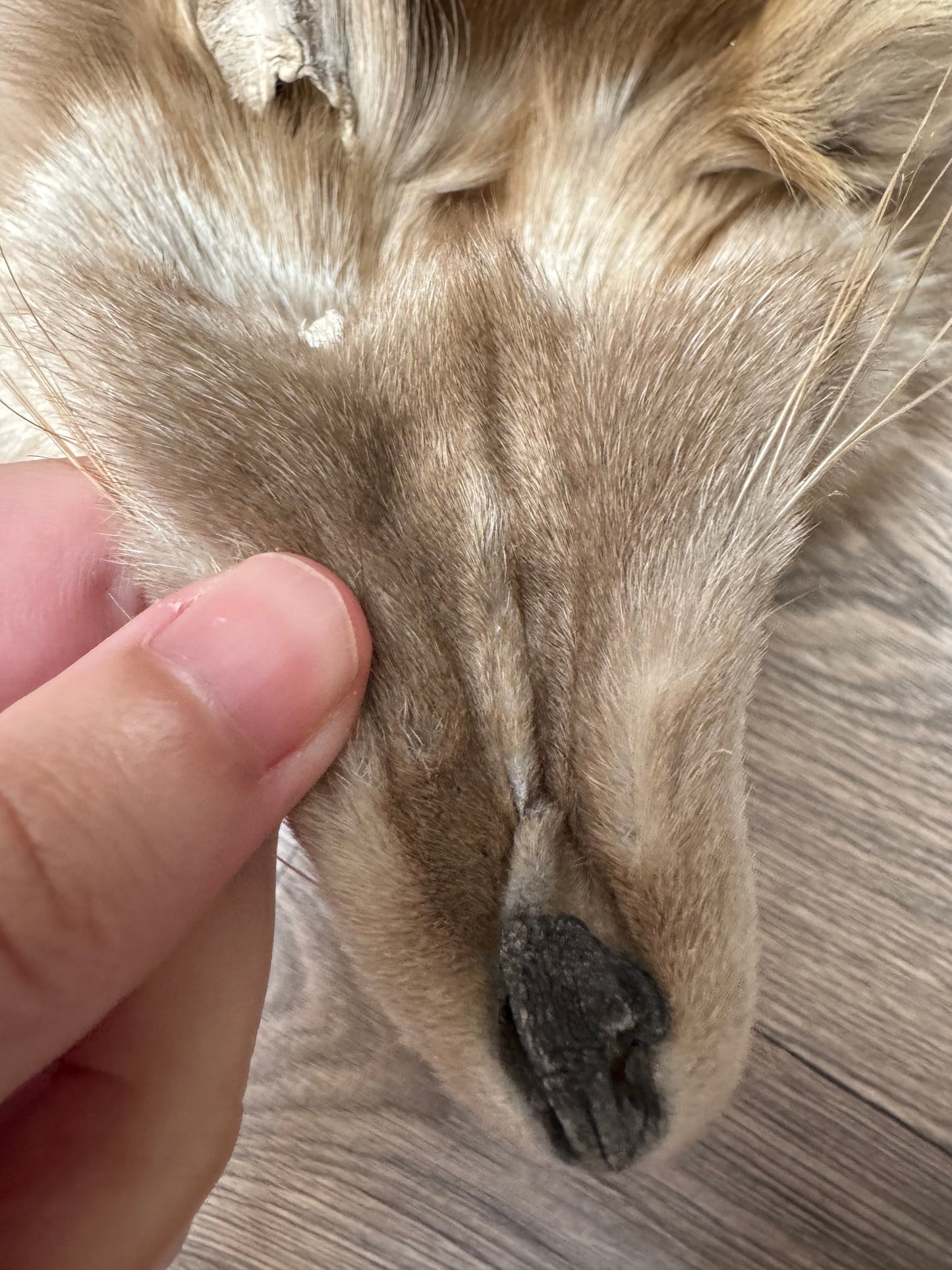 Polish Pastel fox pelt (12)