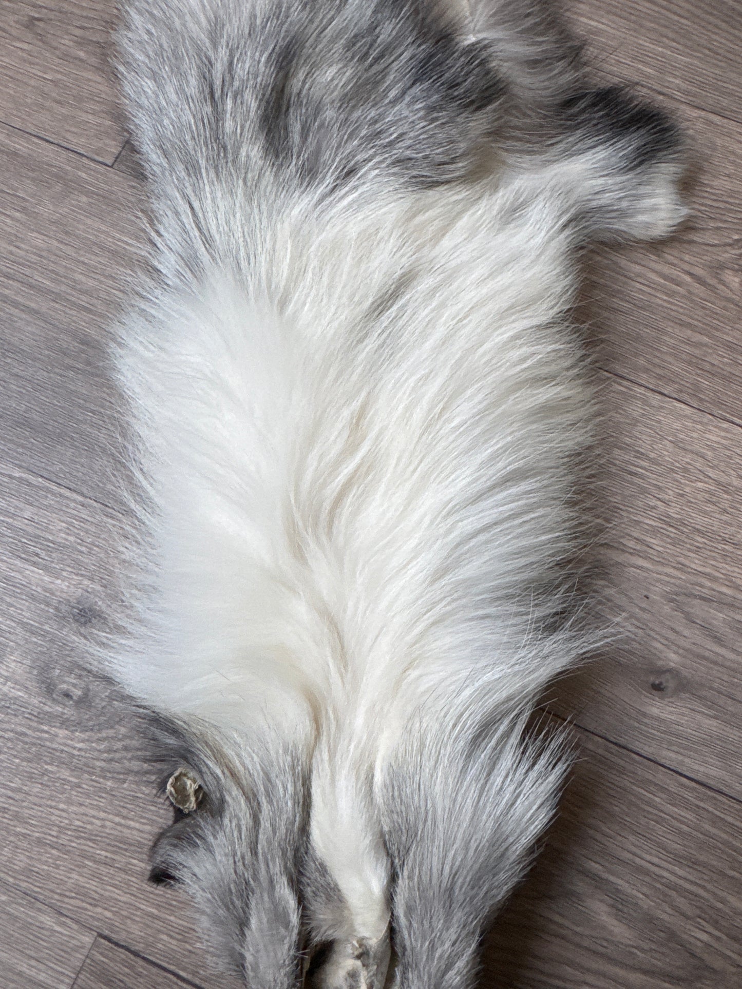 Platinum fox pelt (11)