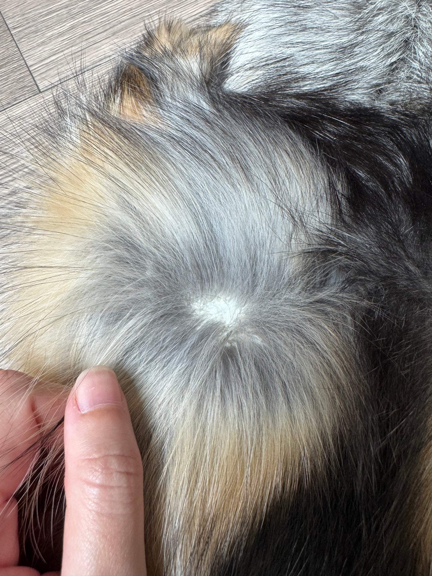 Smokey fox pelt (5)