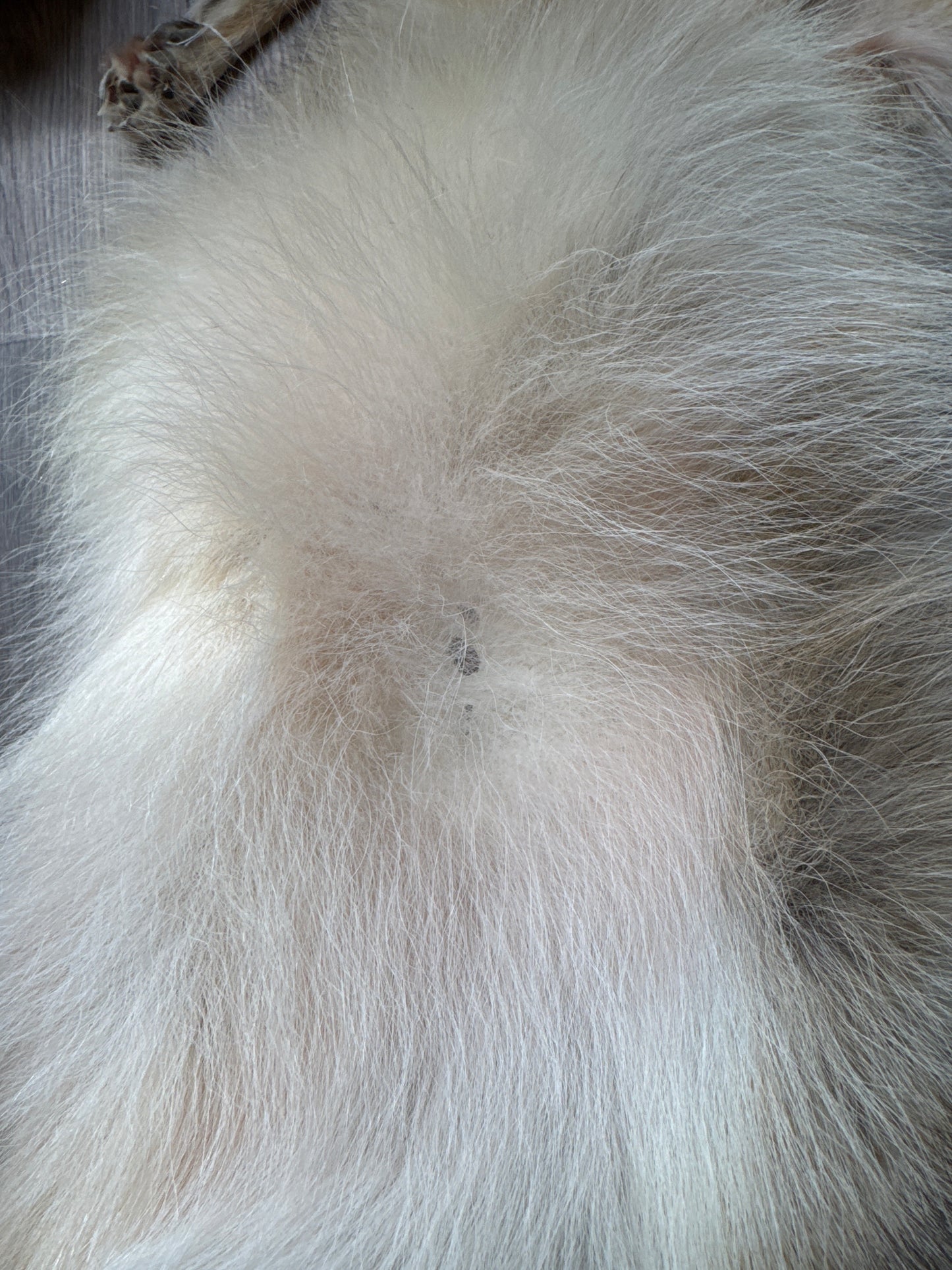 Male coyote mountable pelt (7)