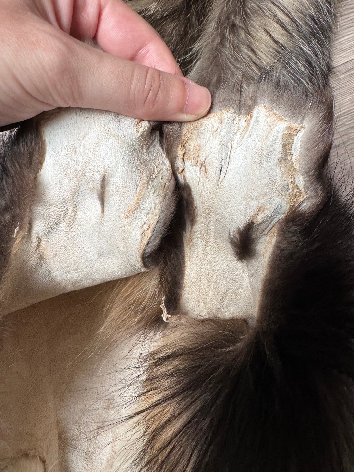 Tanuki pelt (2)
