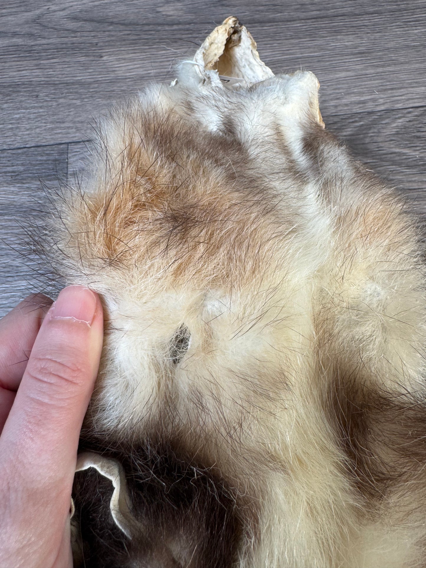 Male opossum mountable pelt (8)