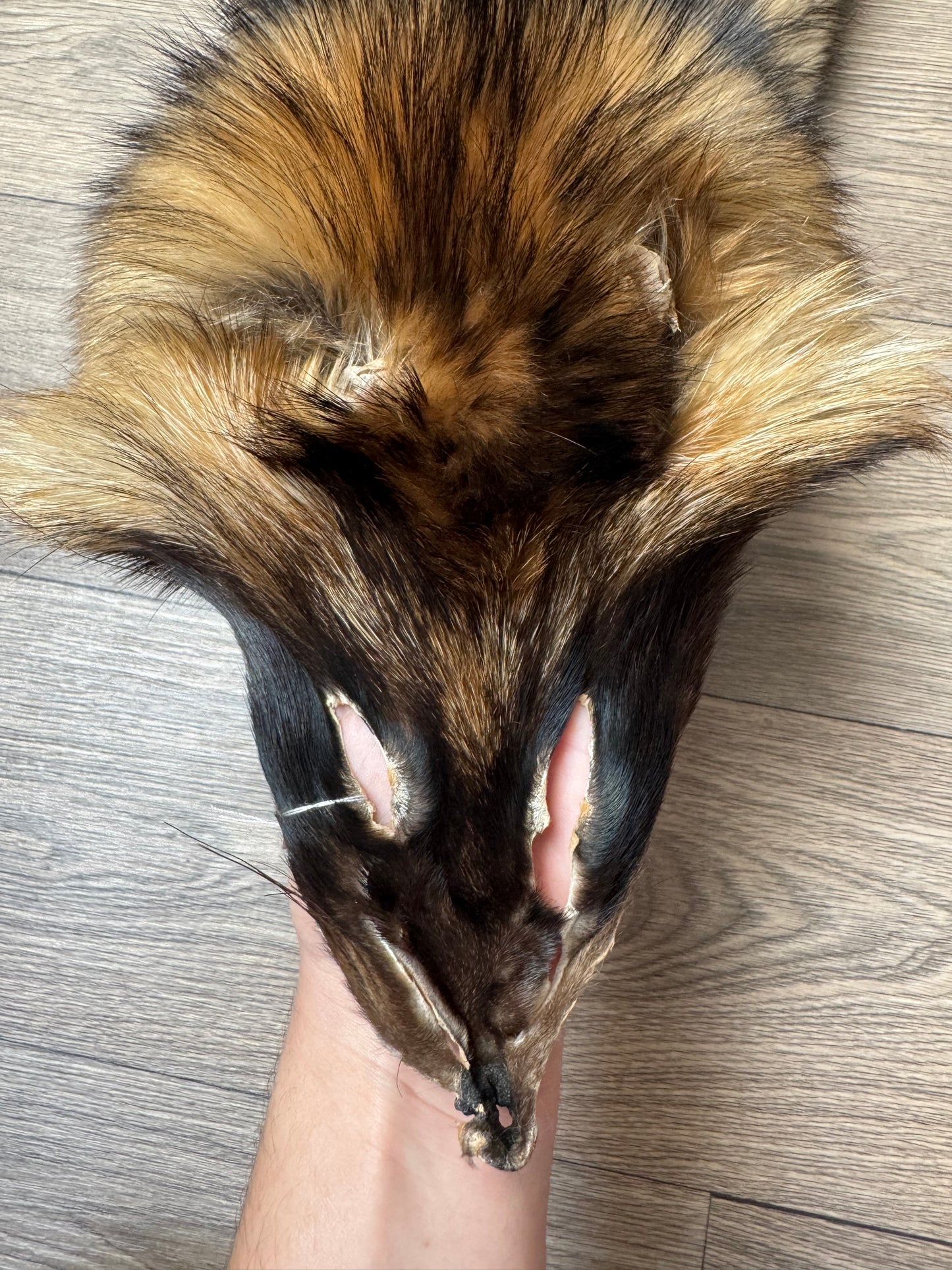 Tanuki pelt (1)