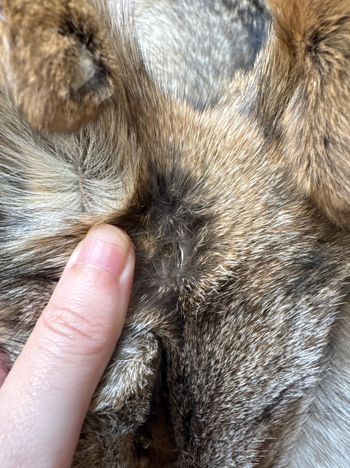Male coyote mountable pelt (4)