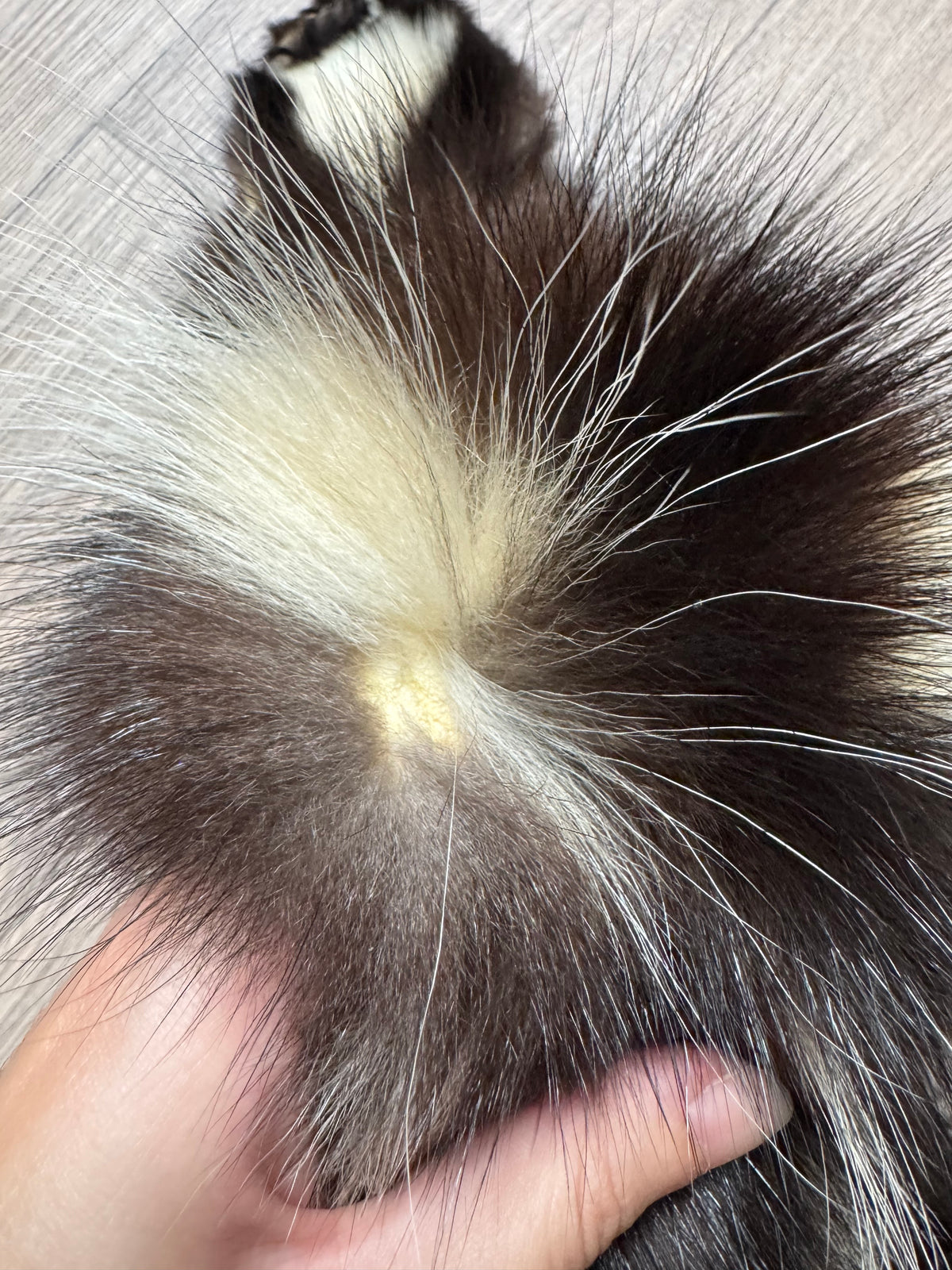 Skunk pelt (7)