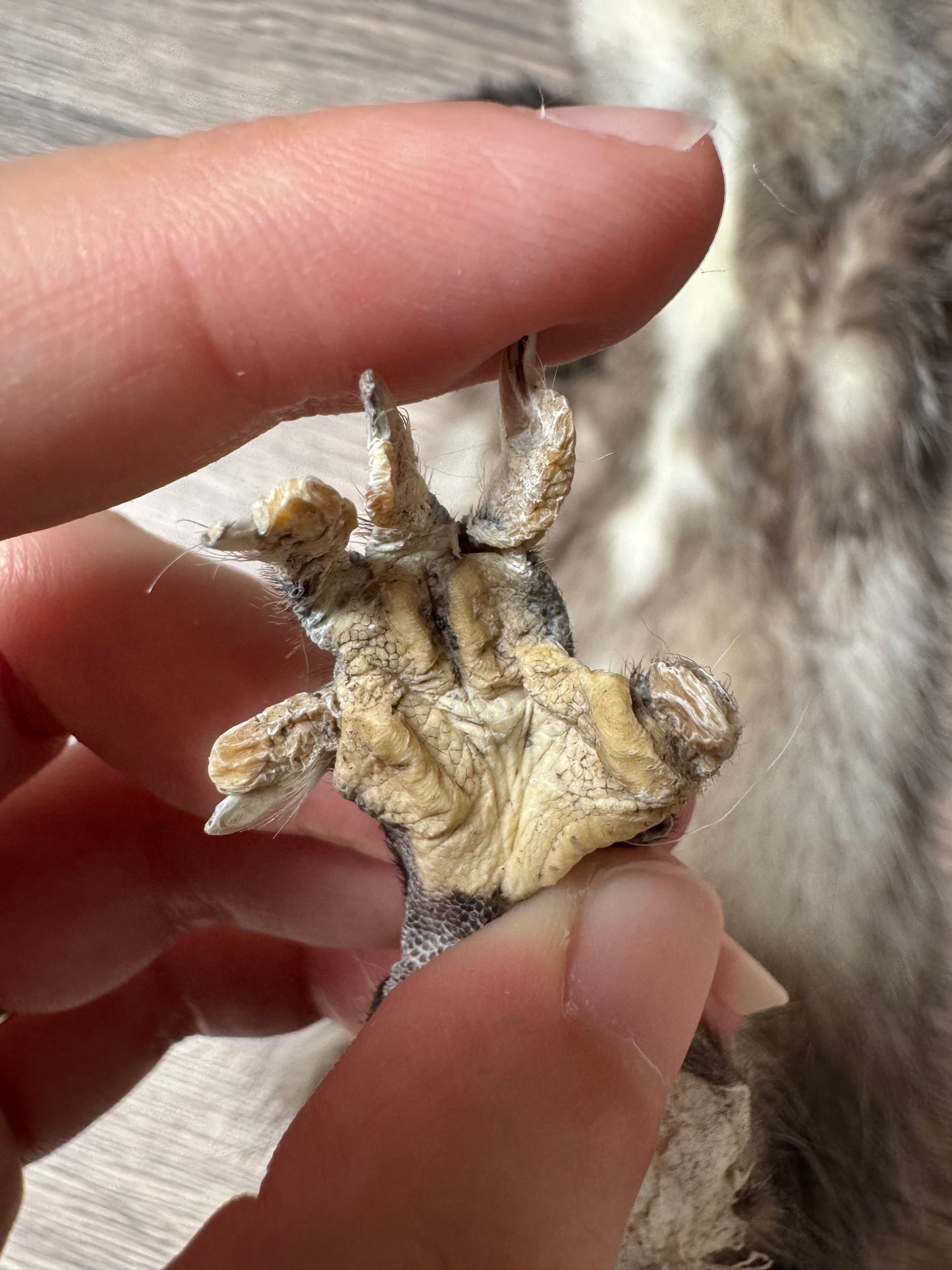 Male opossum mountable pelt (1)