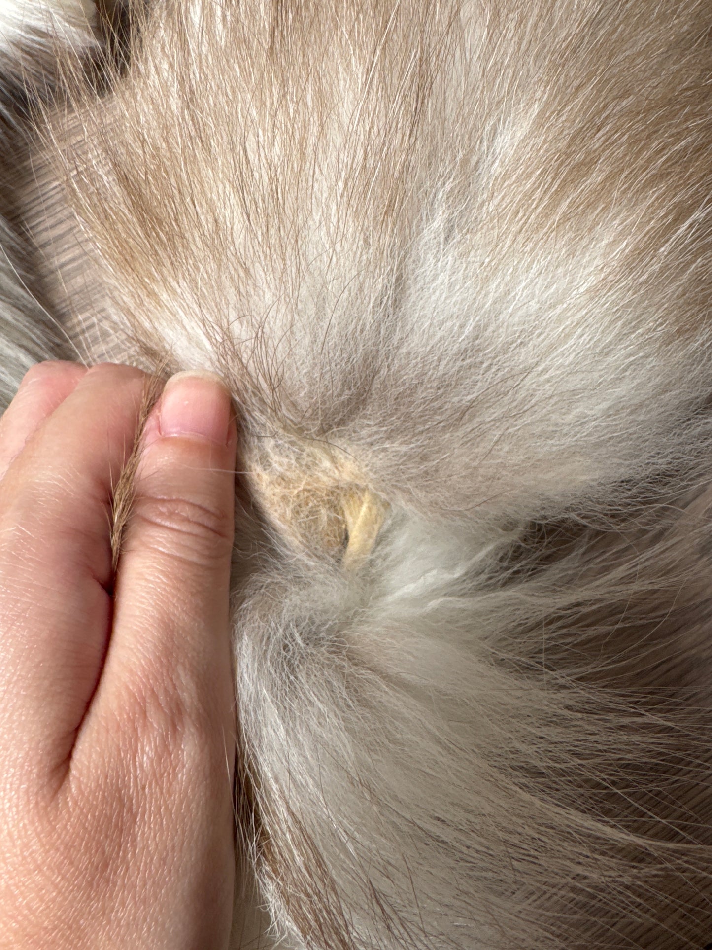 Smokey Snow Glow Whitemark fox pelt (3)