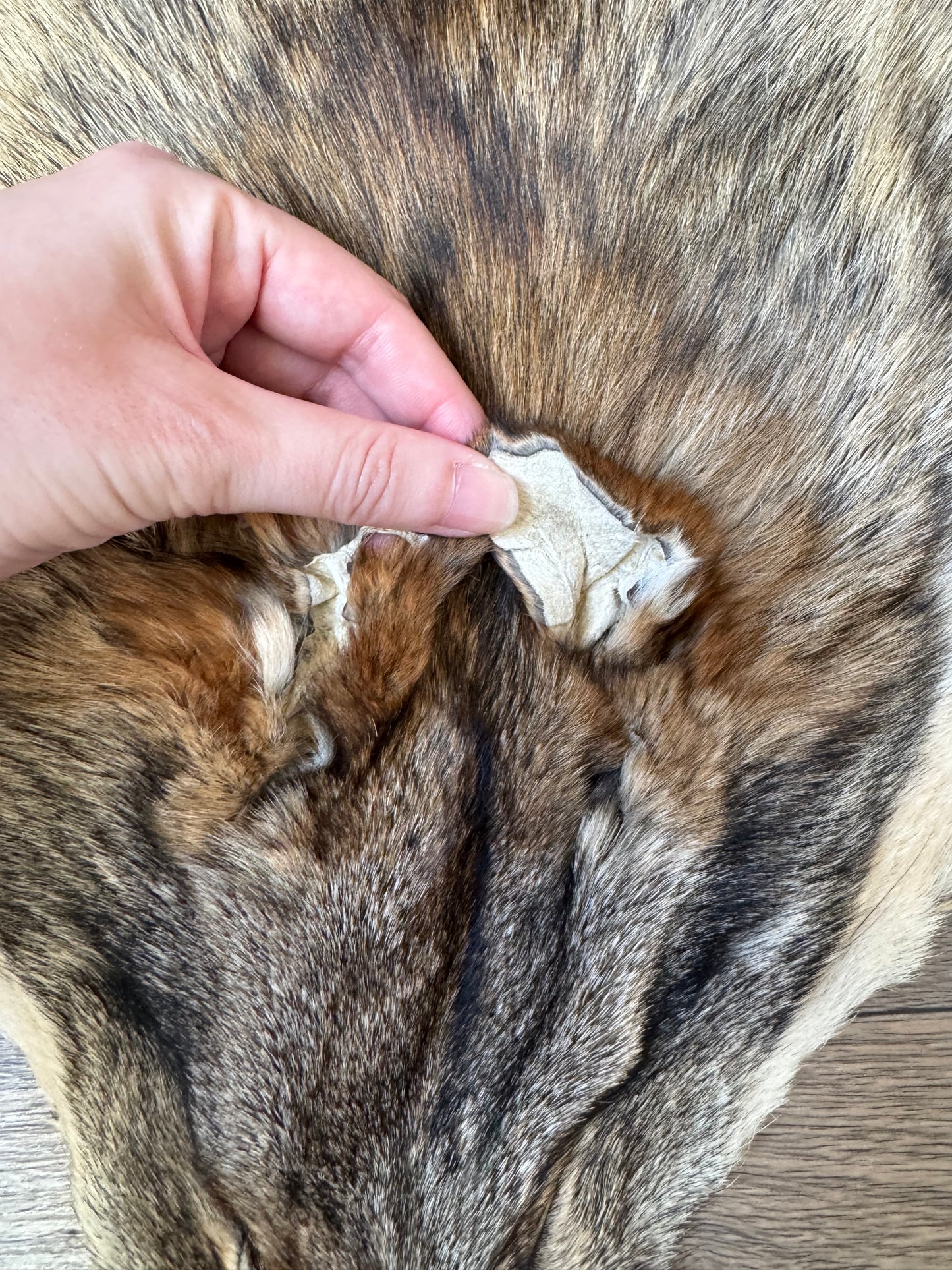 Coyote pelt (2)