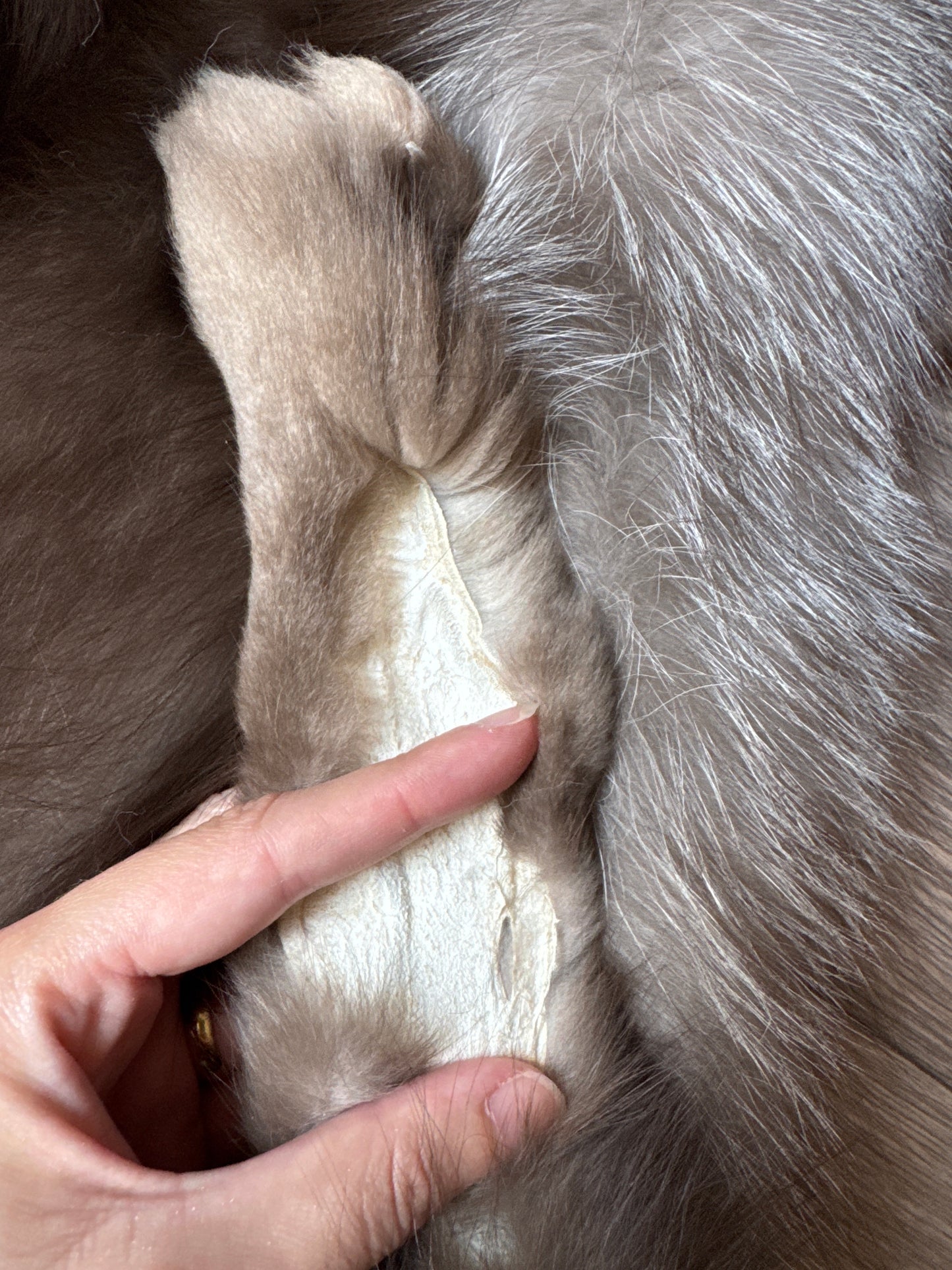 Male Polish Pastel mountable pelt (tag 25)