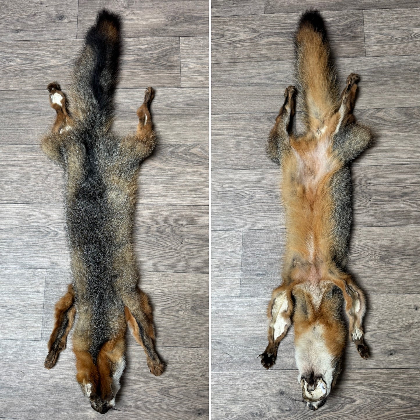 Male grey fox mountable pelt (13)