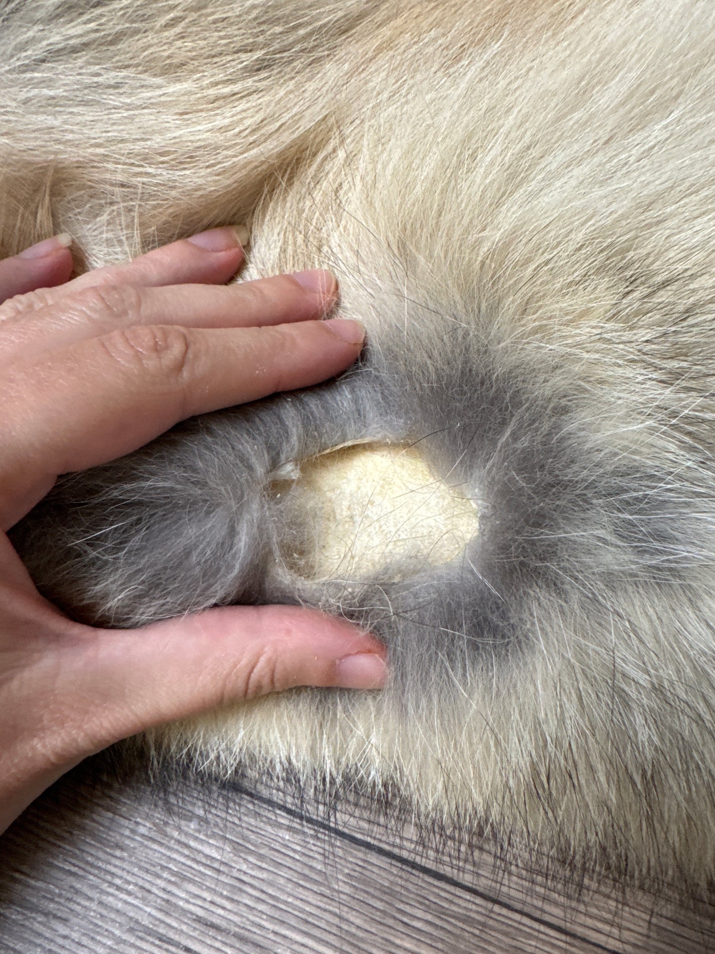 Male coyote mountable pelt (1)