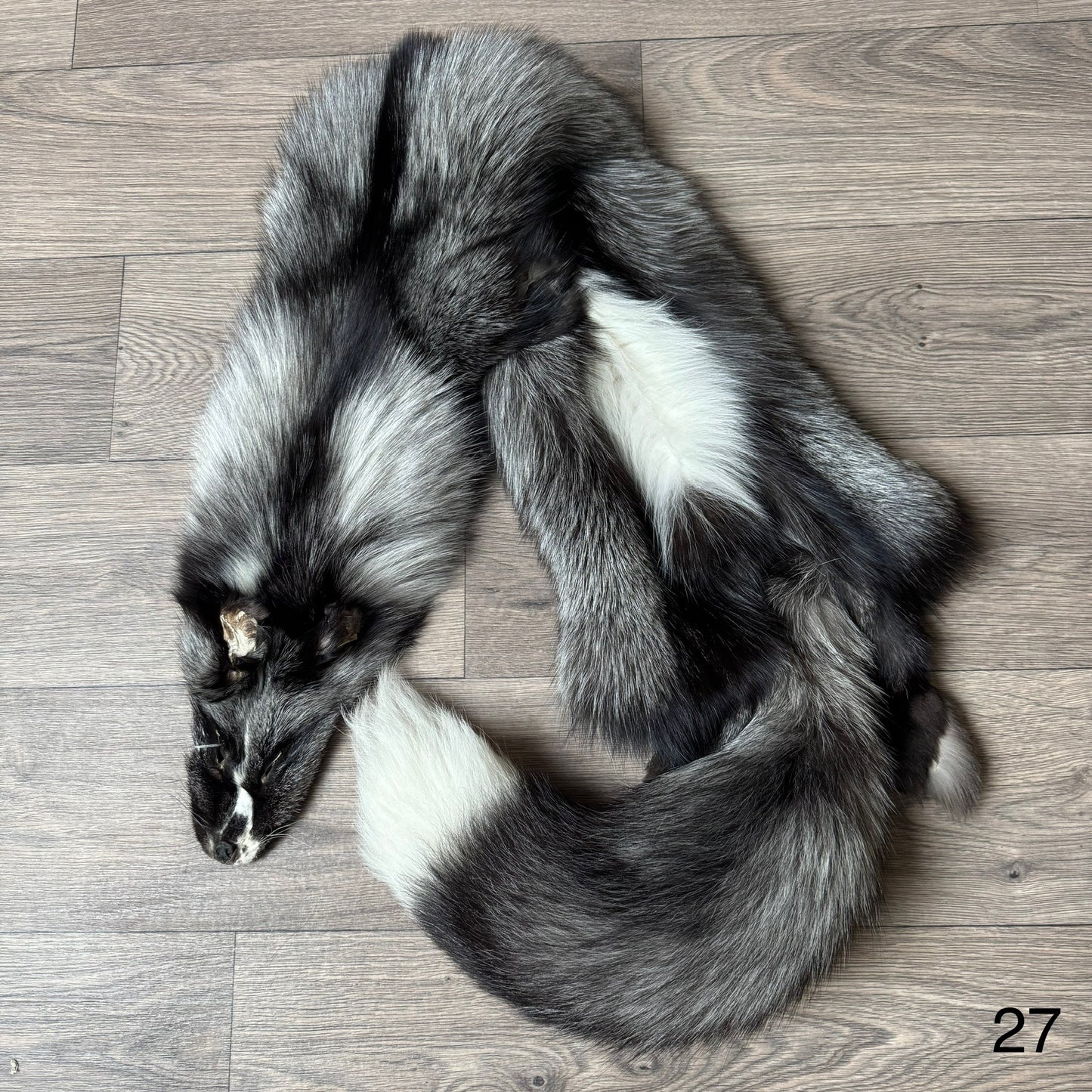 Silver Ringneck fox pelt (27)