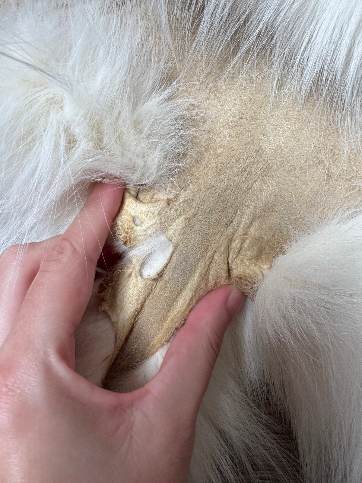 Arctic Marble fox pelt (24)