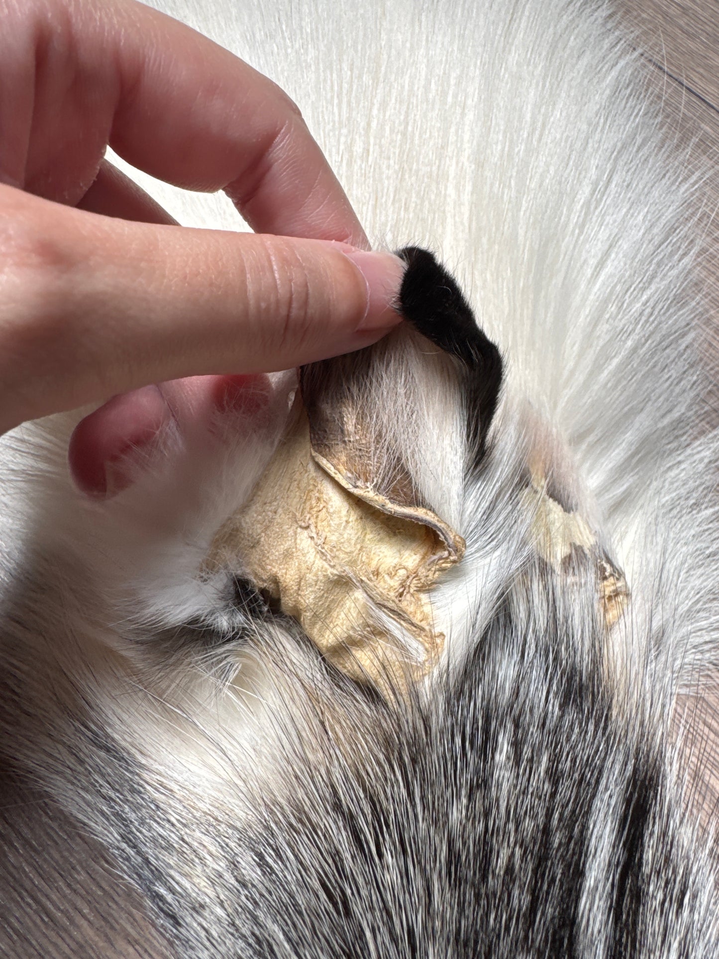 Cross Marble fox pelt (12)