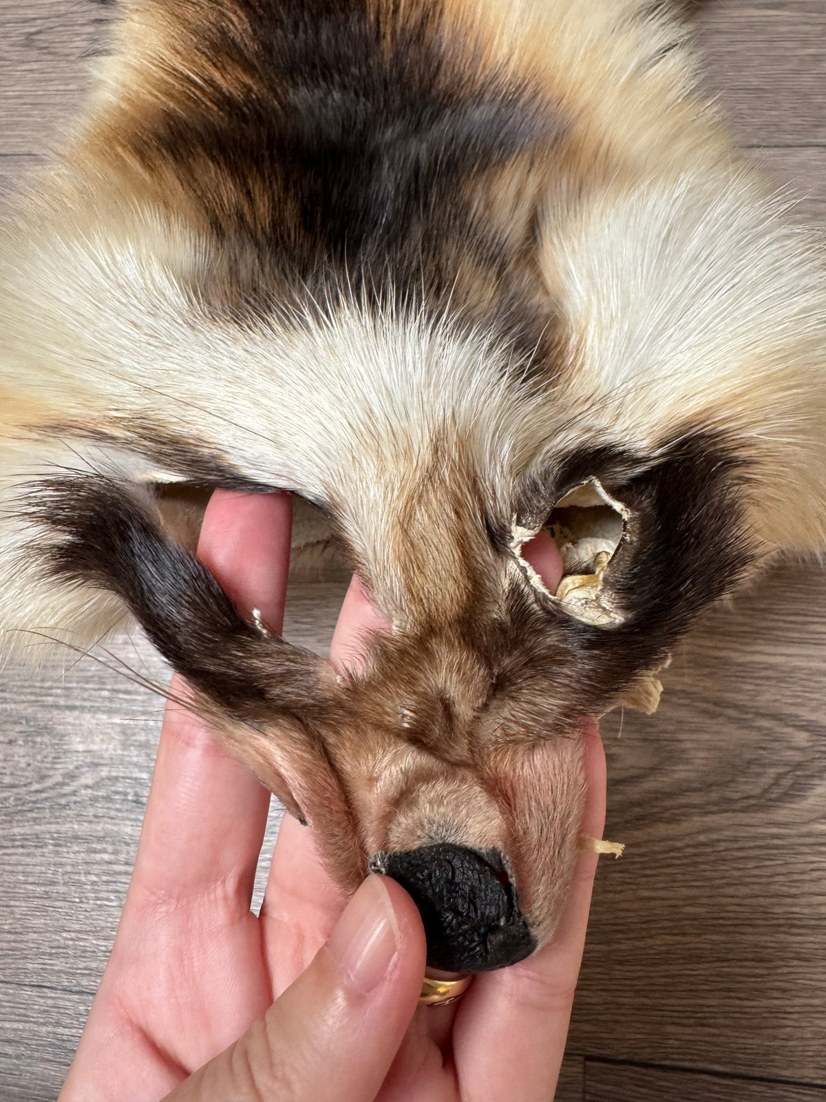 Arctic tanuki pelt (4)