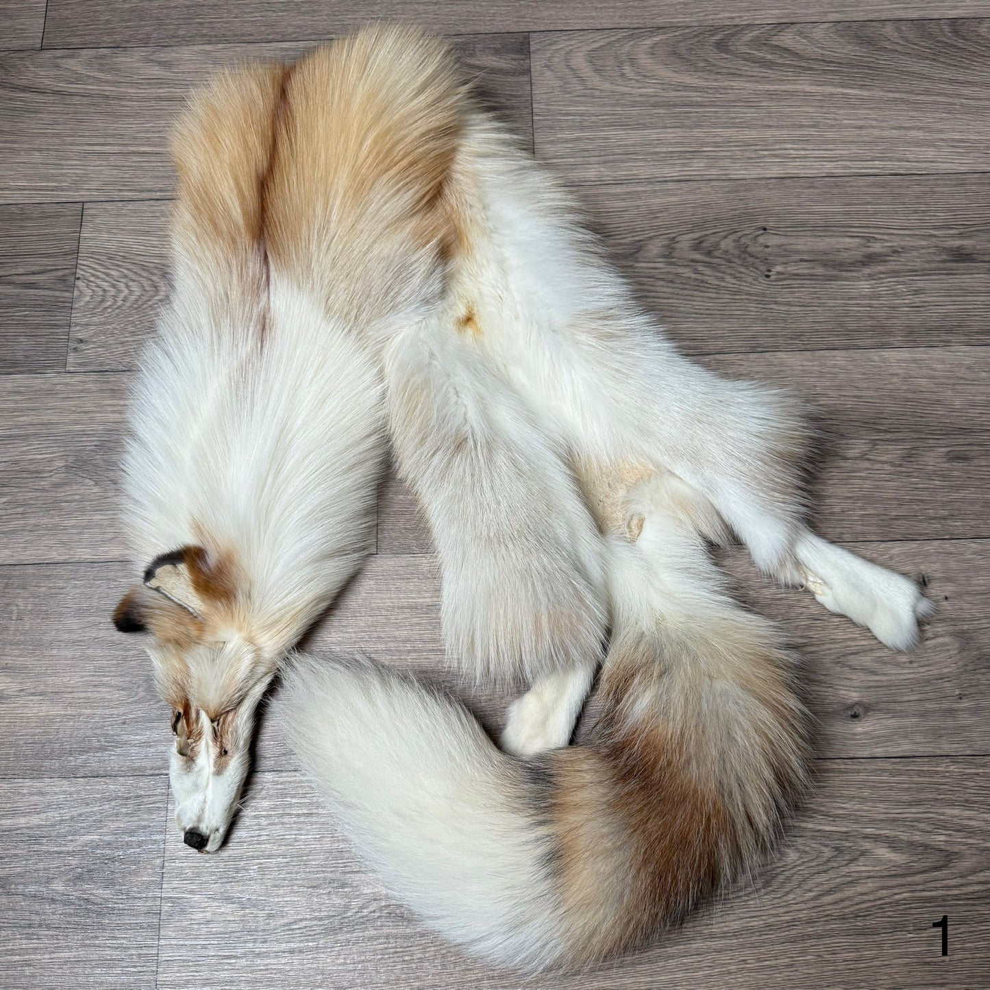 Gold Platinum fox pelt (1)