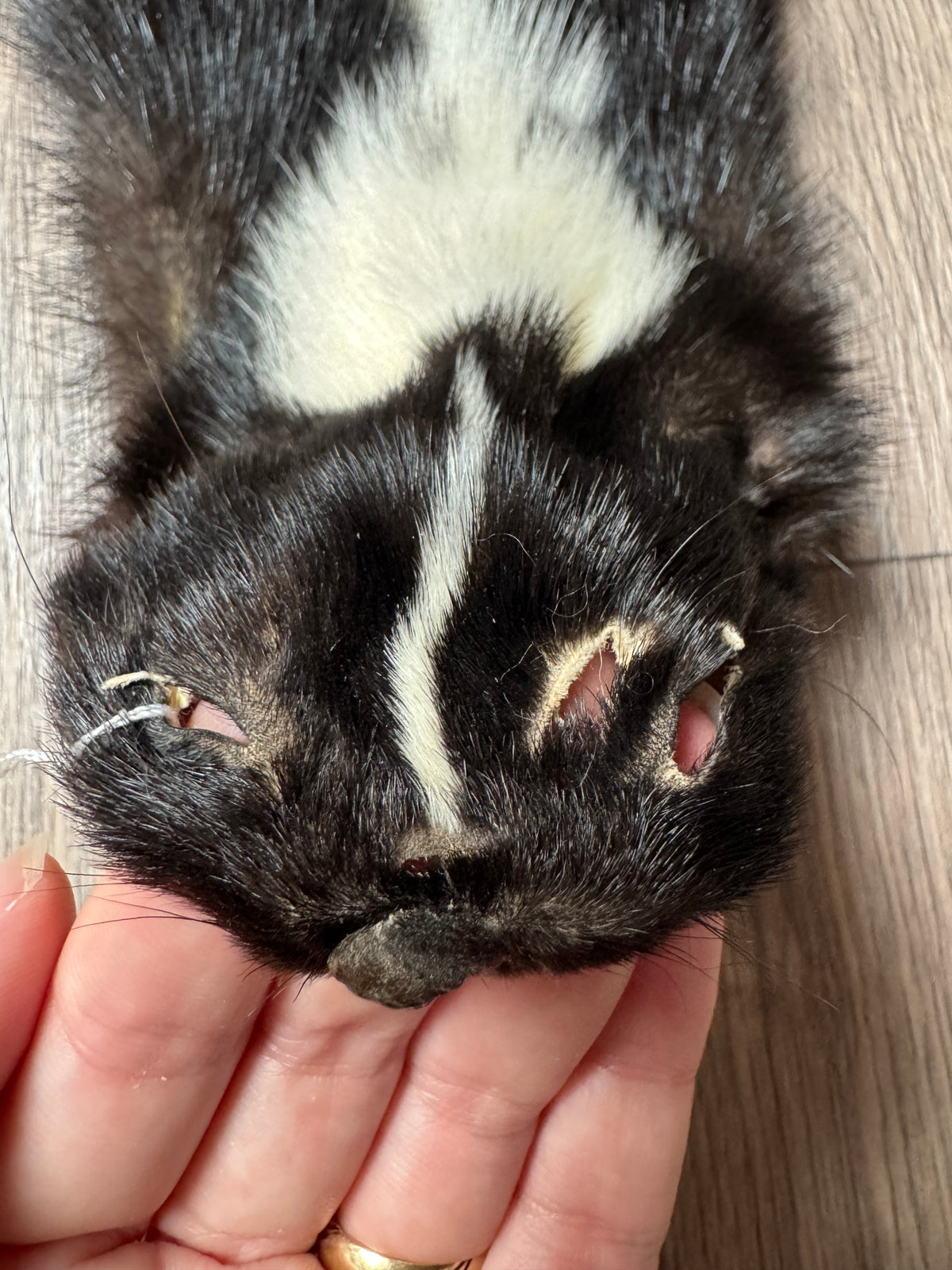 Skunk pelt (17)