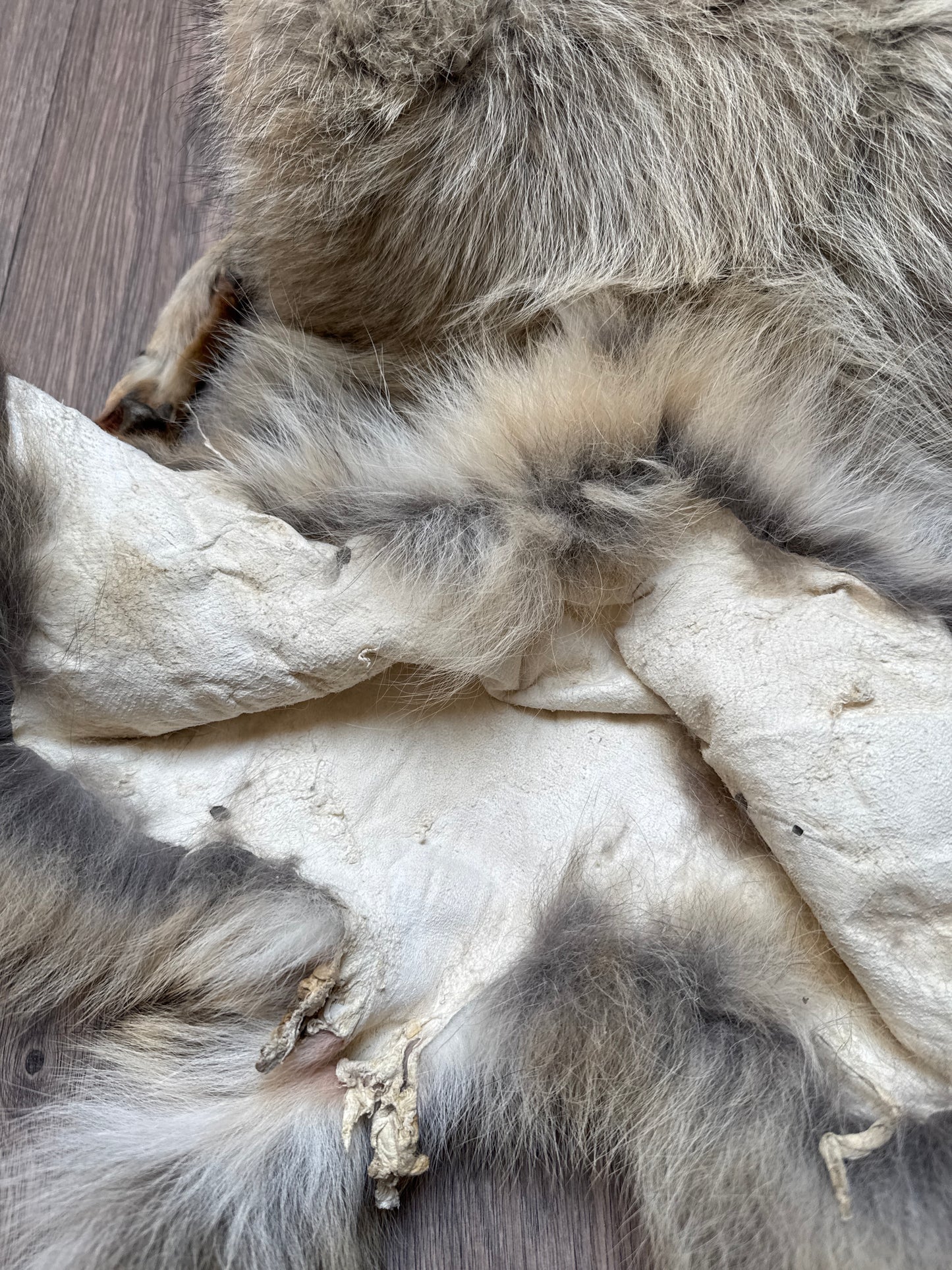 Female coyote mountable pelt (9)