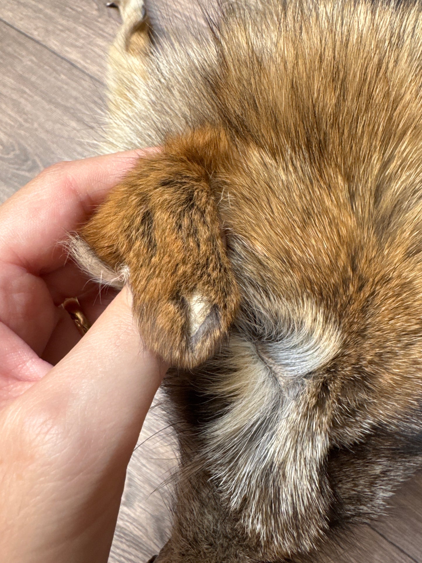 Male coyote mountable pelt (4)