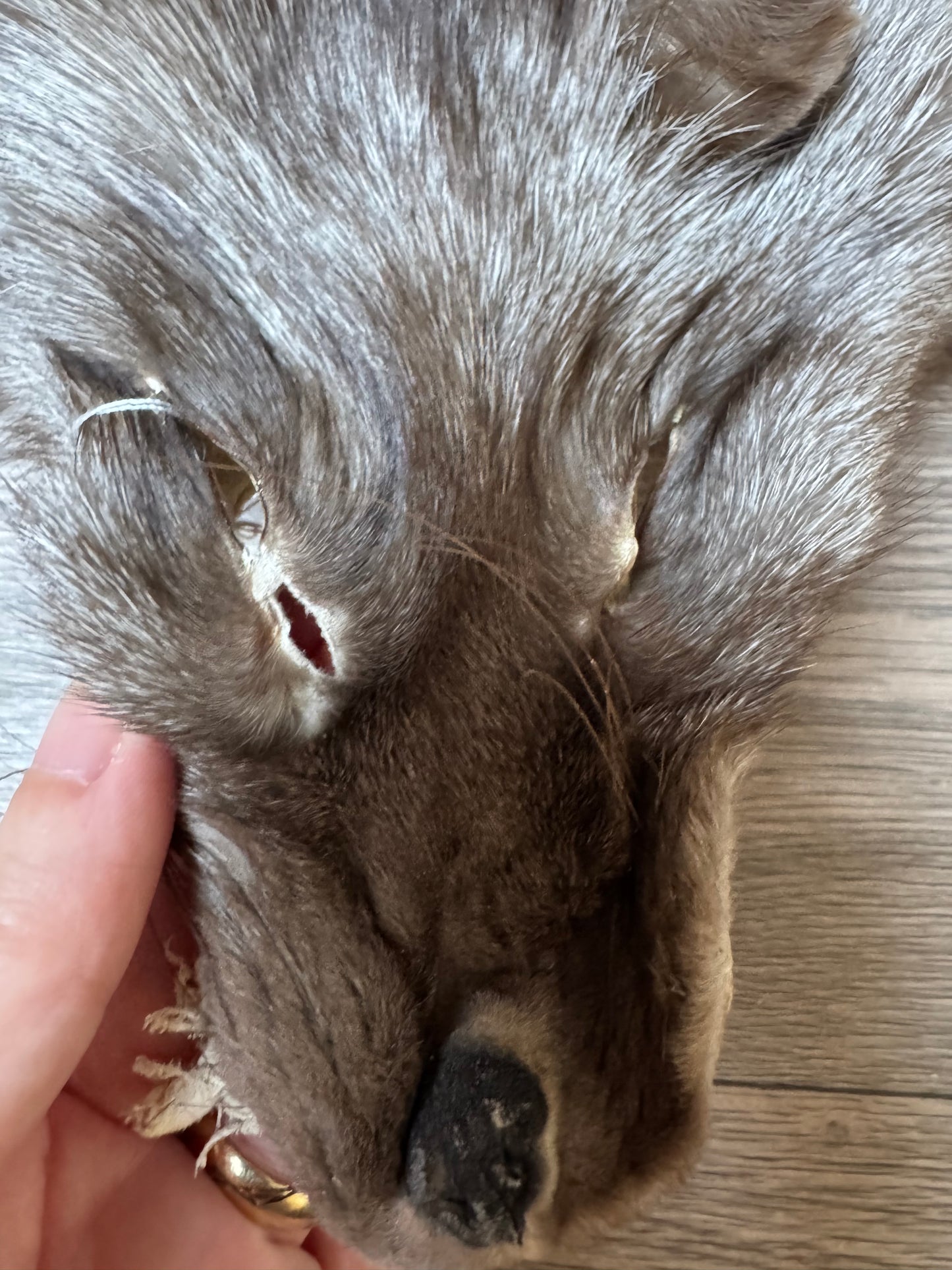 Polish Pastel fox pelt (17)