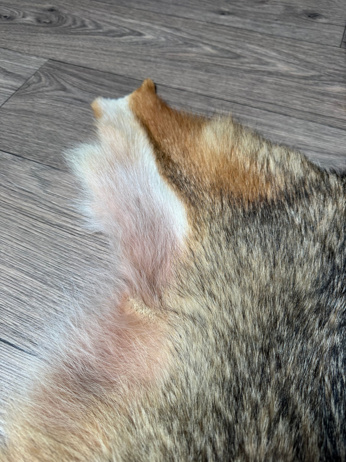 Coyote pelt (7)