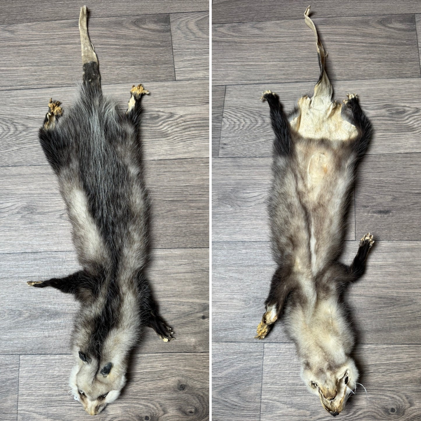 Female opossum mountable pelt (7)