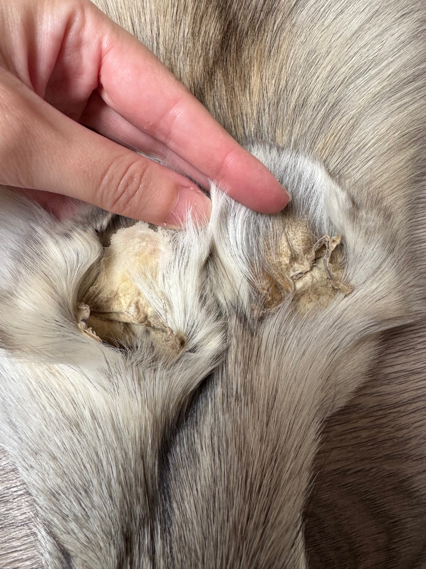 Fawn Light fox pelt (1)