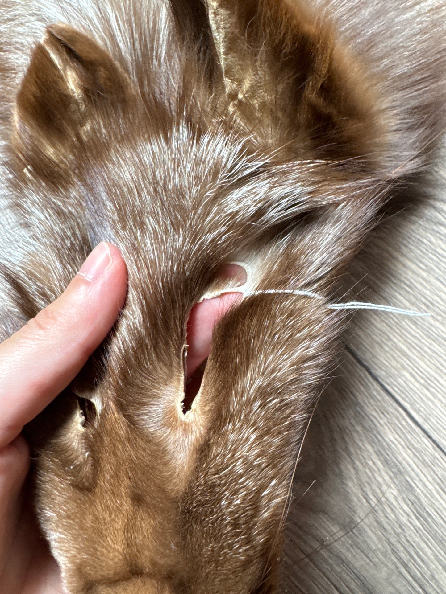 Burgundy fox pelt (7)