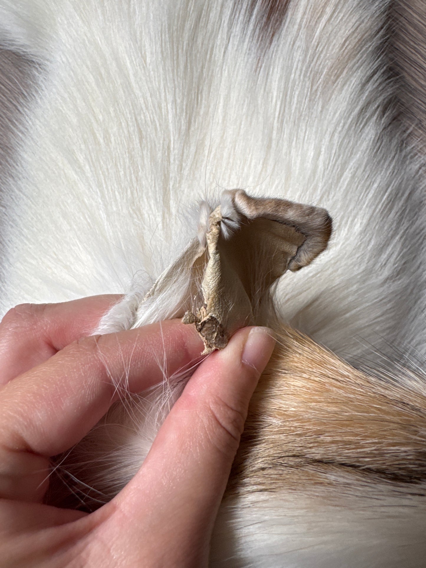 Sun Glow fox pelt (13)