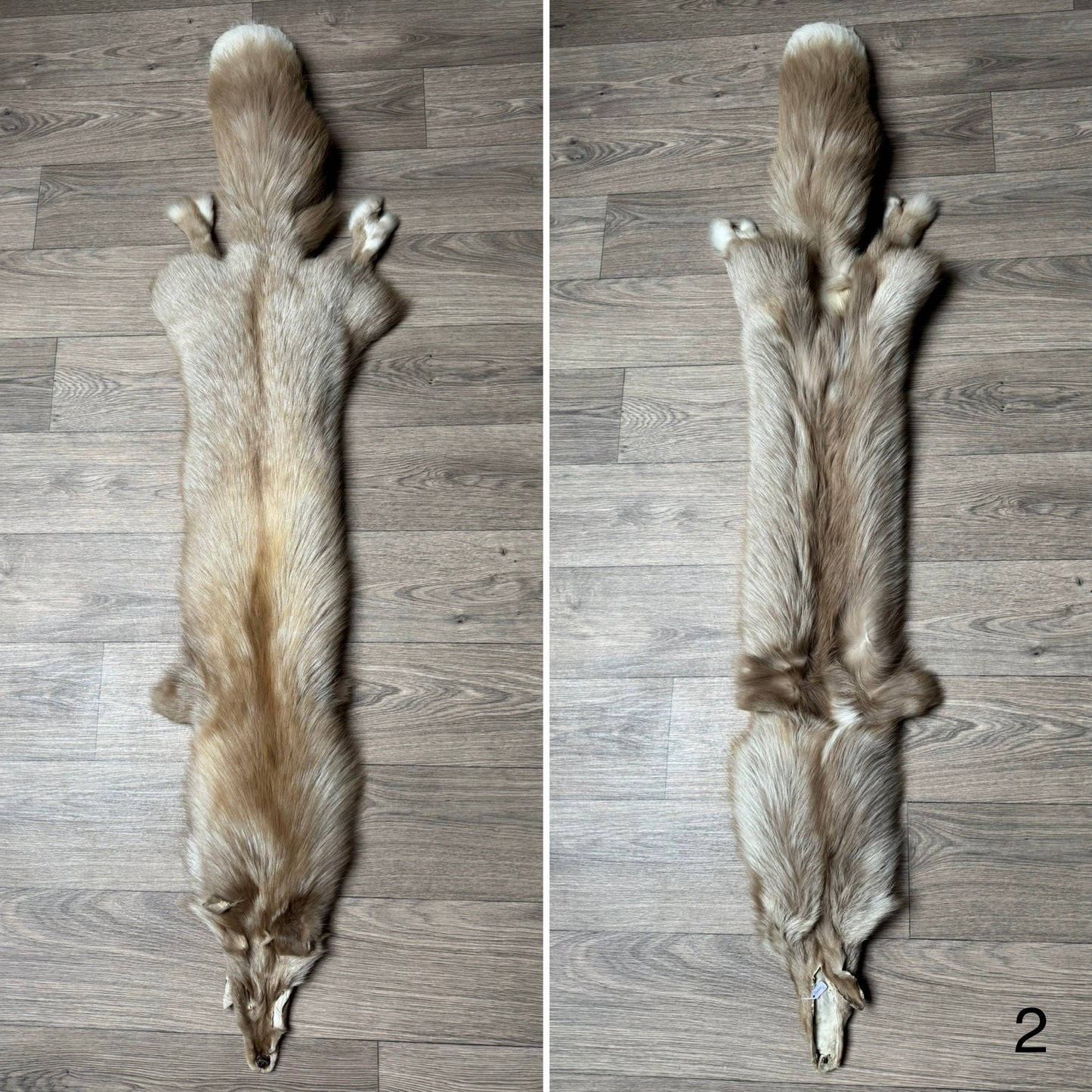 Amber fox pelt (2)