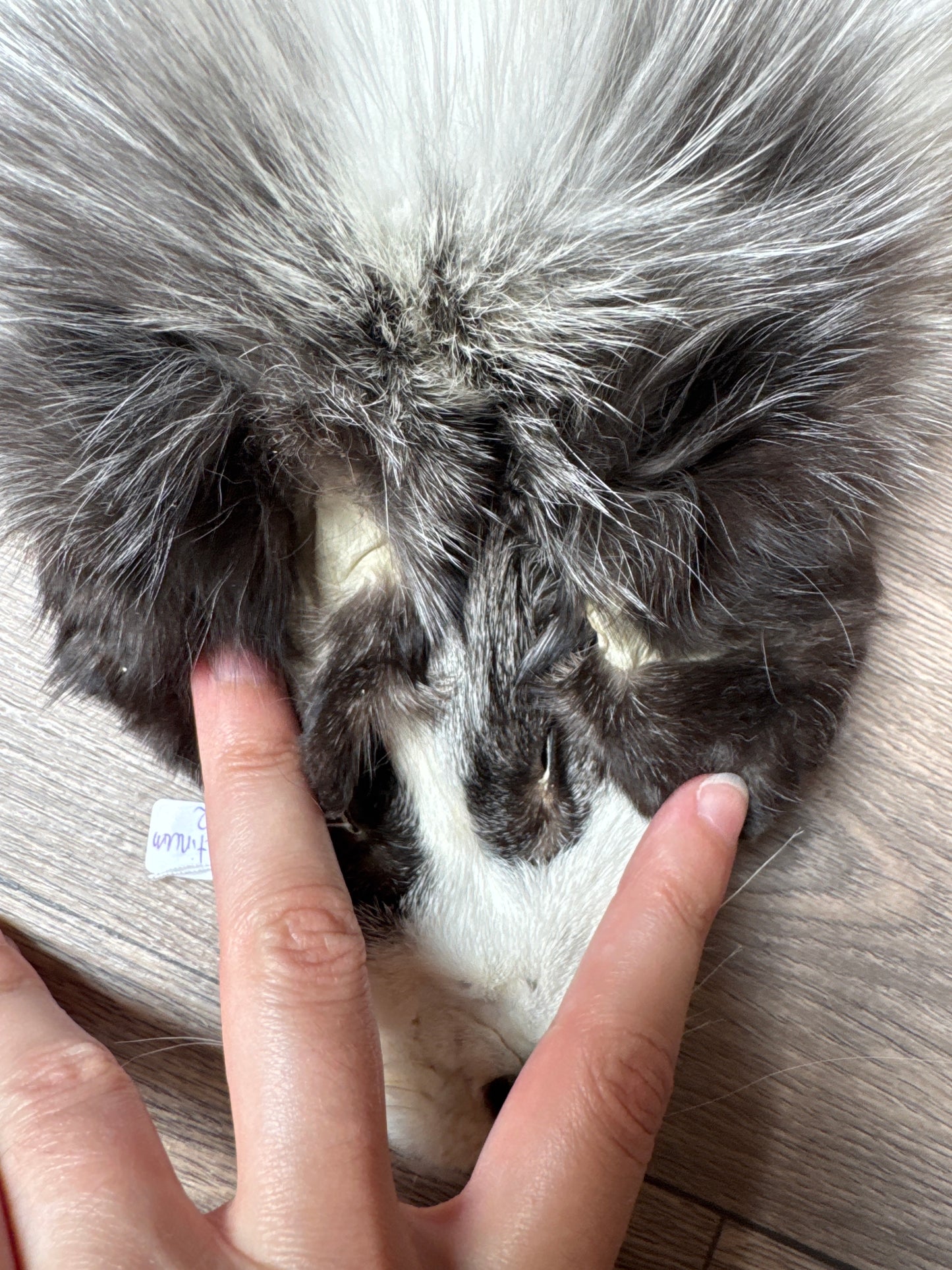 Platinum fox pelt (2)