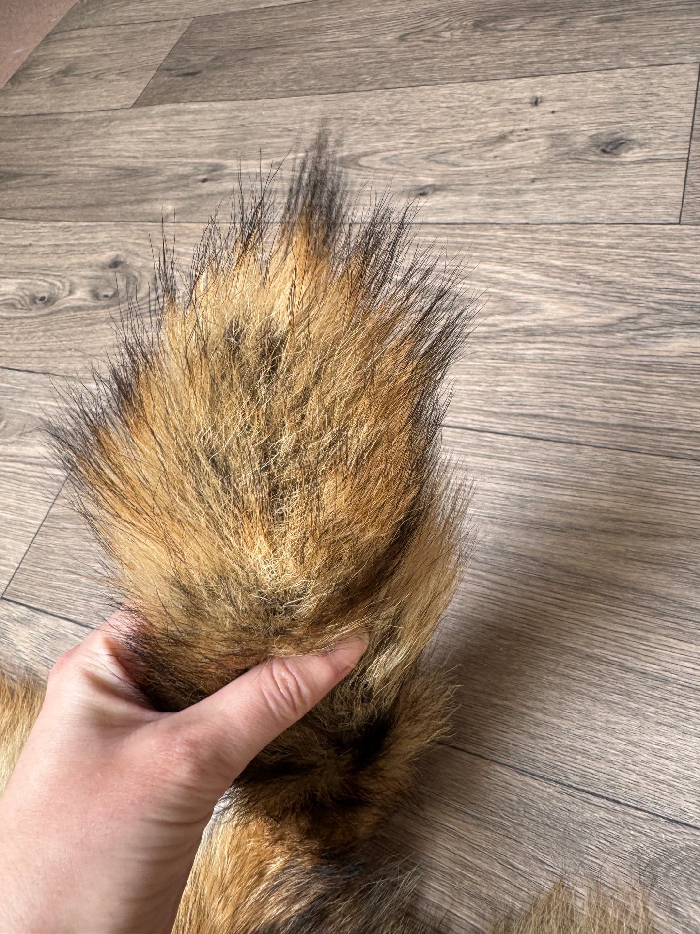 Coyote pelt (3)