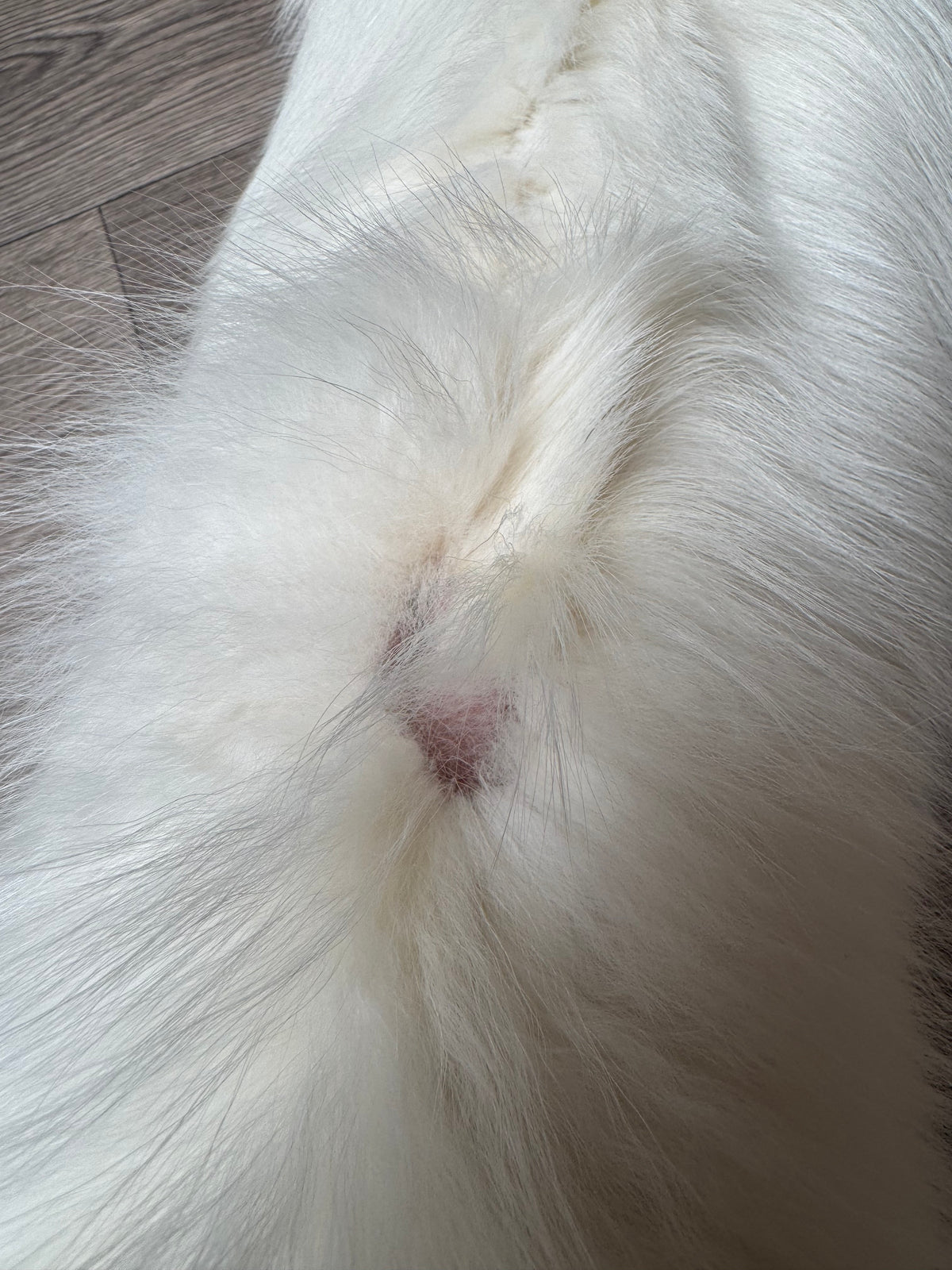 Arctic Marble fox pelt (27)