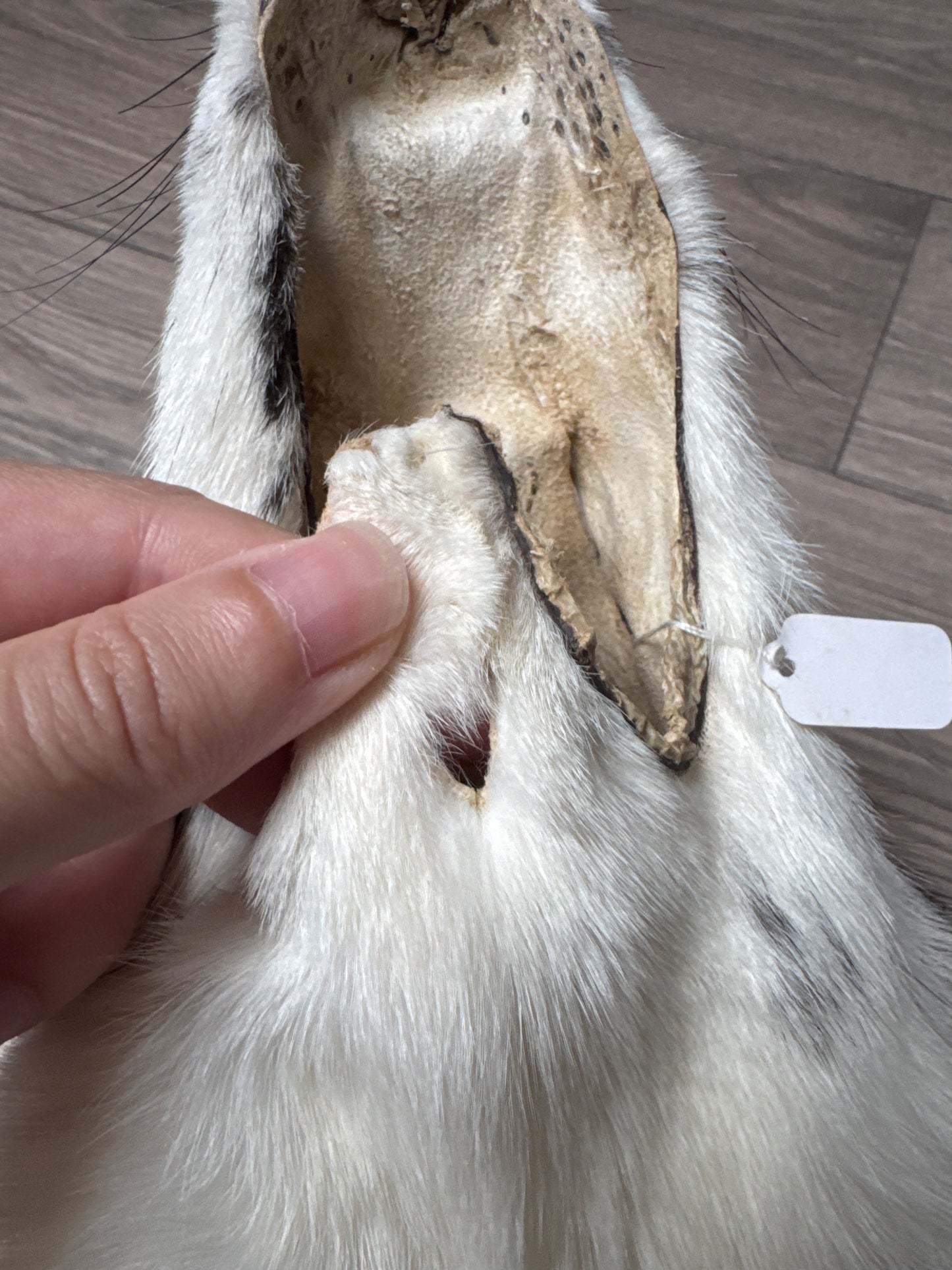 Cross Marble fox pelt (6)