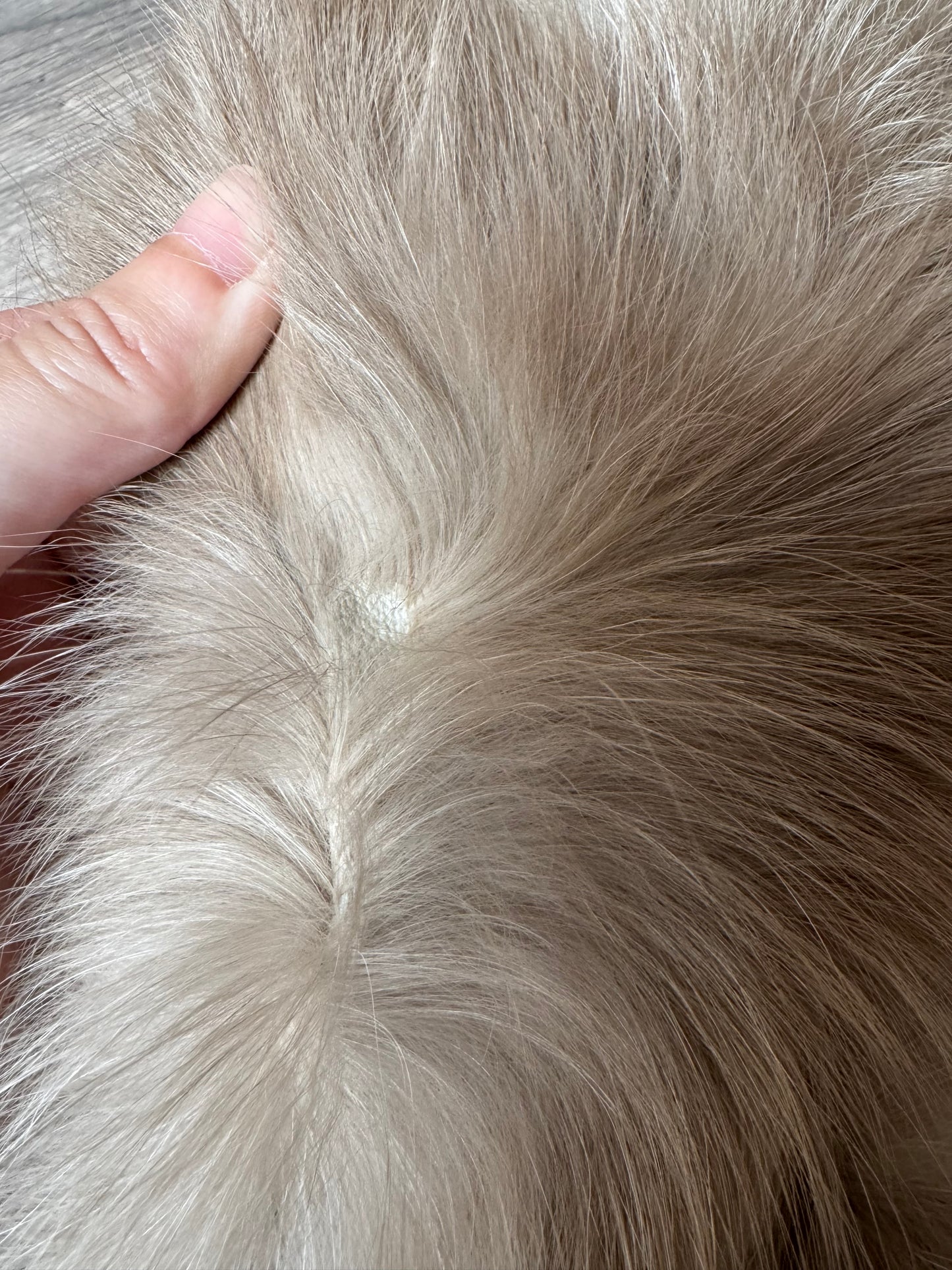 Amber fox pelt (3)