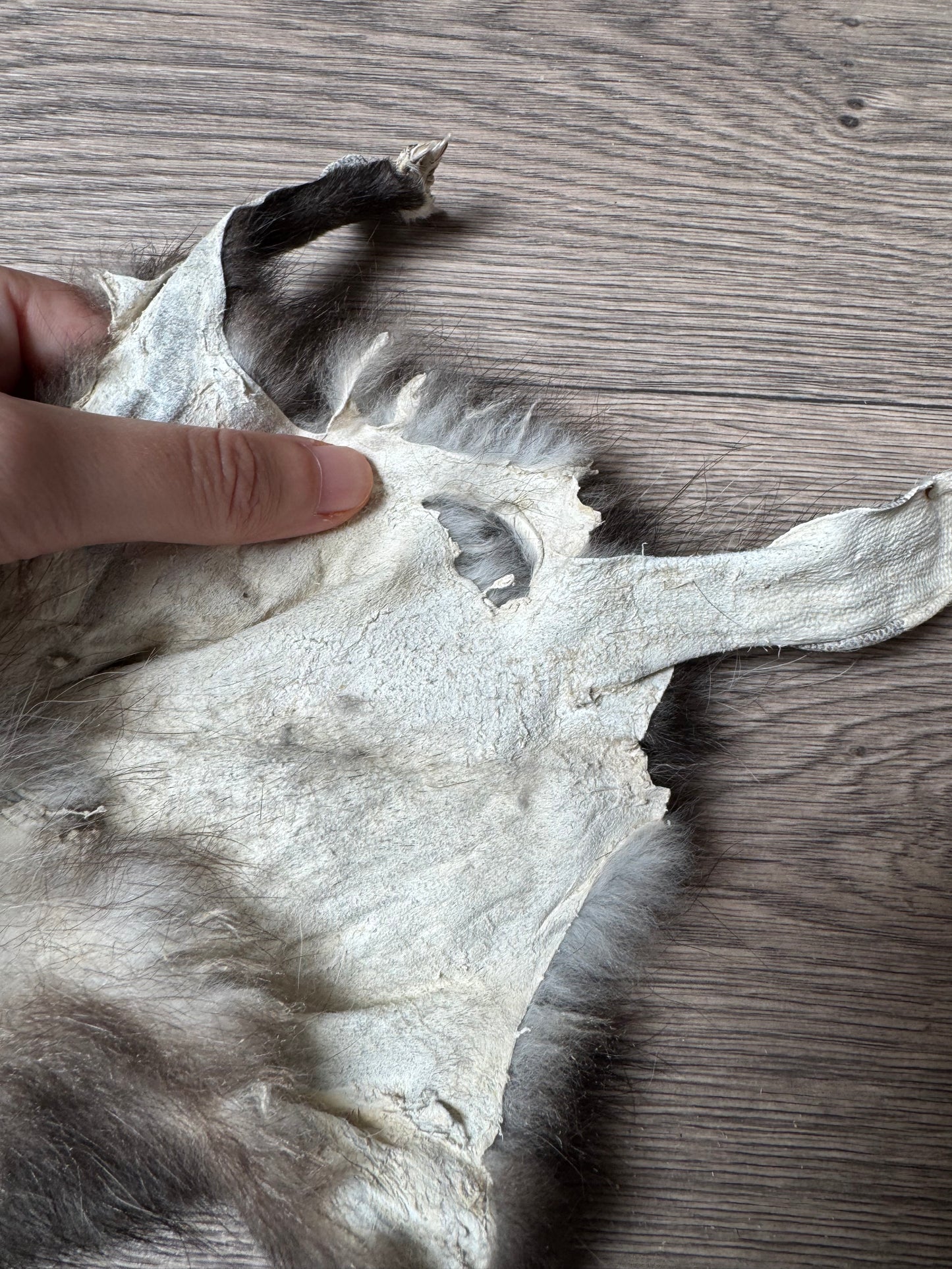 Male opossum mountable pelt (2)