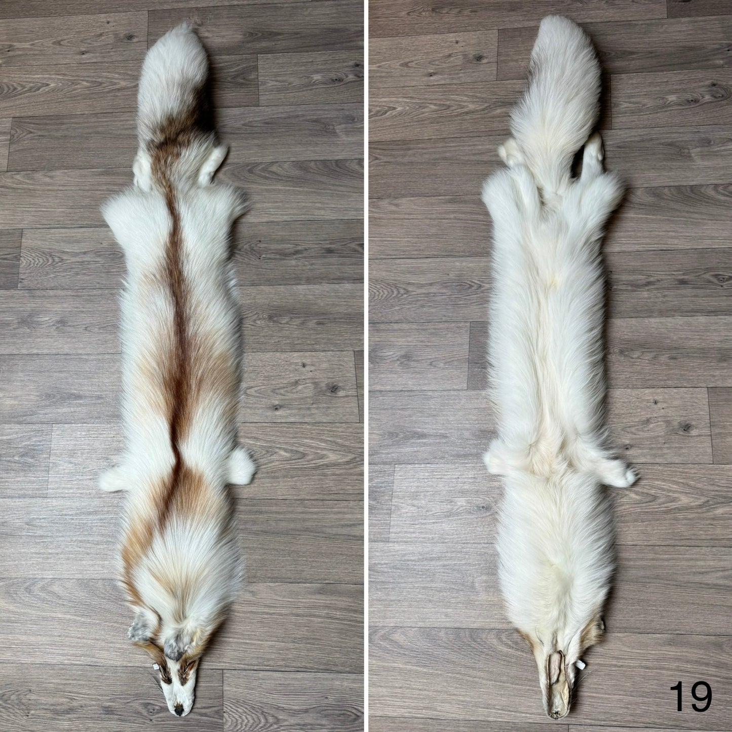 Sun Glow fox pelt (19)