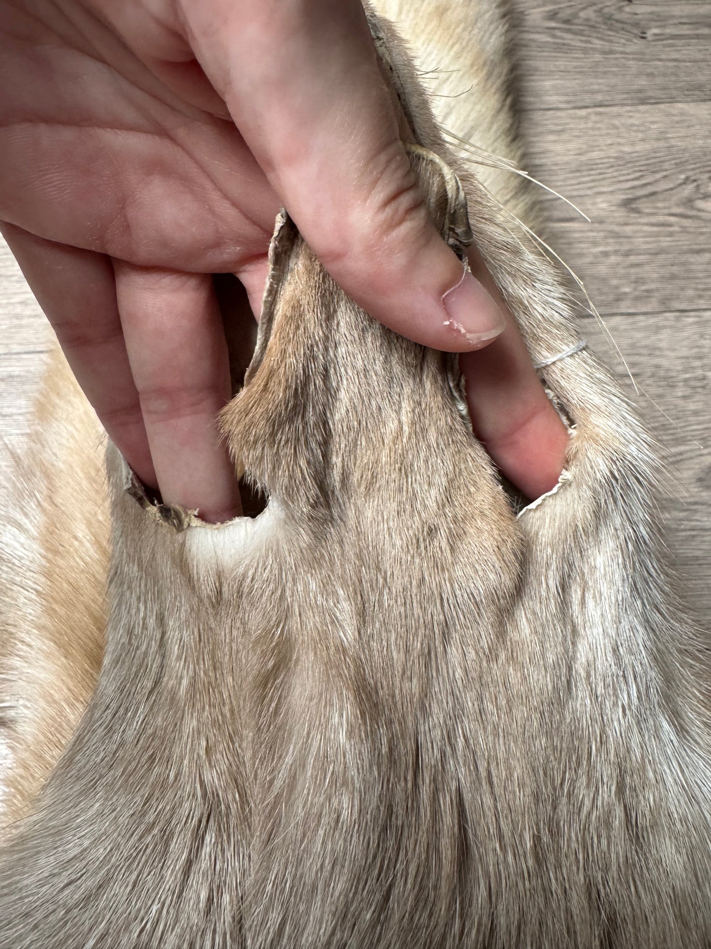 Amber fox pelt (2)